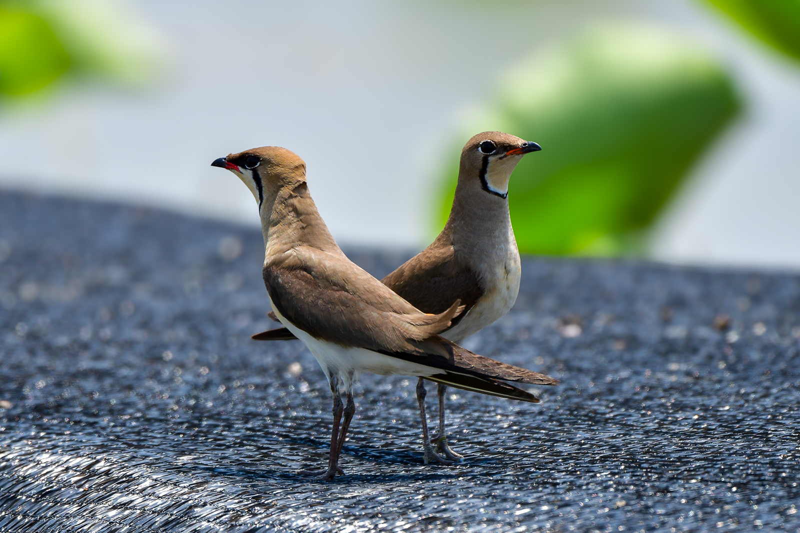 PHOTO BY  | NIKON D500 | 2024:06:13 12:35:33 | ISO-360 | 1/1600 sec | f 5.6 | 500 mm | EV=0 | ● WIDTH:  HEIGHT: