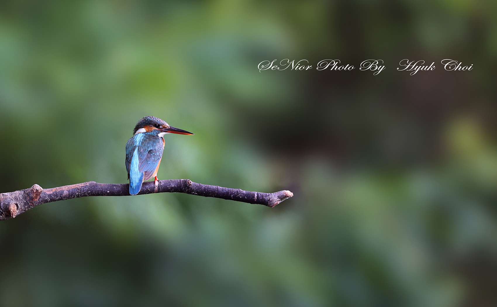 PHOTO BY  | Canon EOS R6 | 2024:06:15 14:51:56 | ISO-2000 | 1/250 sec | f 5.6 | 309 mm | EV=0 | ● WIDTH:1700 pixels  HEIGHT:1050 pixels