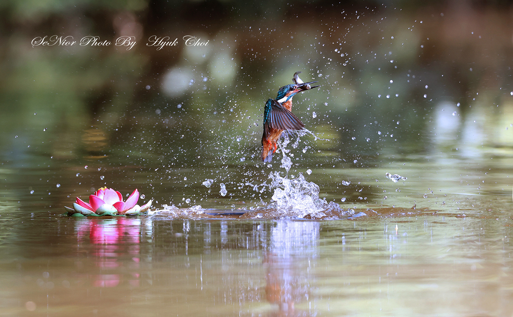 PHOTO BY  | Canon EOS R6 | 2024:06:15 10:29:46 | ISO-3200 | 1/2000 sec | f 5.6 | 309 mm | EV=0 | ● WIDTH:1700 pixels  HEIGHT:1050 pixels