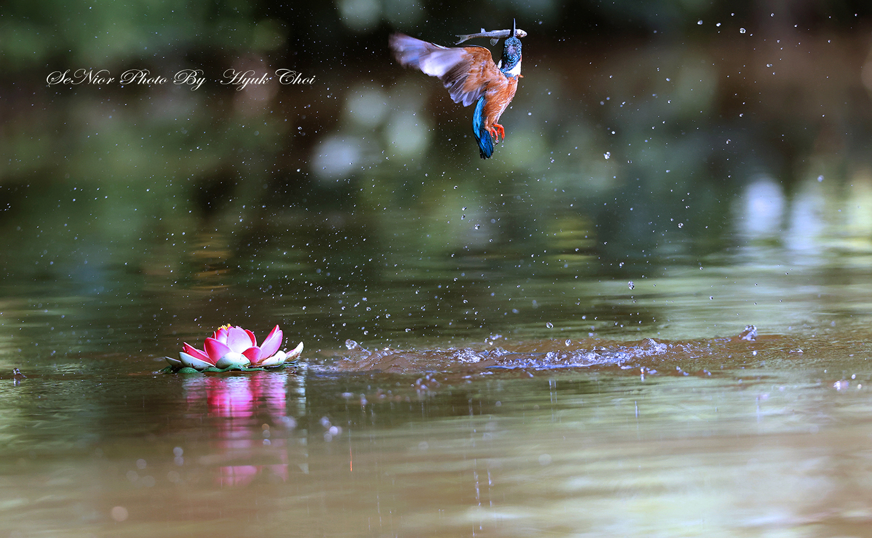PHOTO BY  | Canon EOS R6 | 2024:06:15 10:29:46 | ISO-3200 | 1/2000 sec | f 5.6 | 309 mm | EV=0 | ● WIDTH:1700 pixels  HEIGHT:1050 pixels