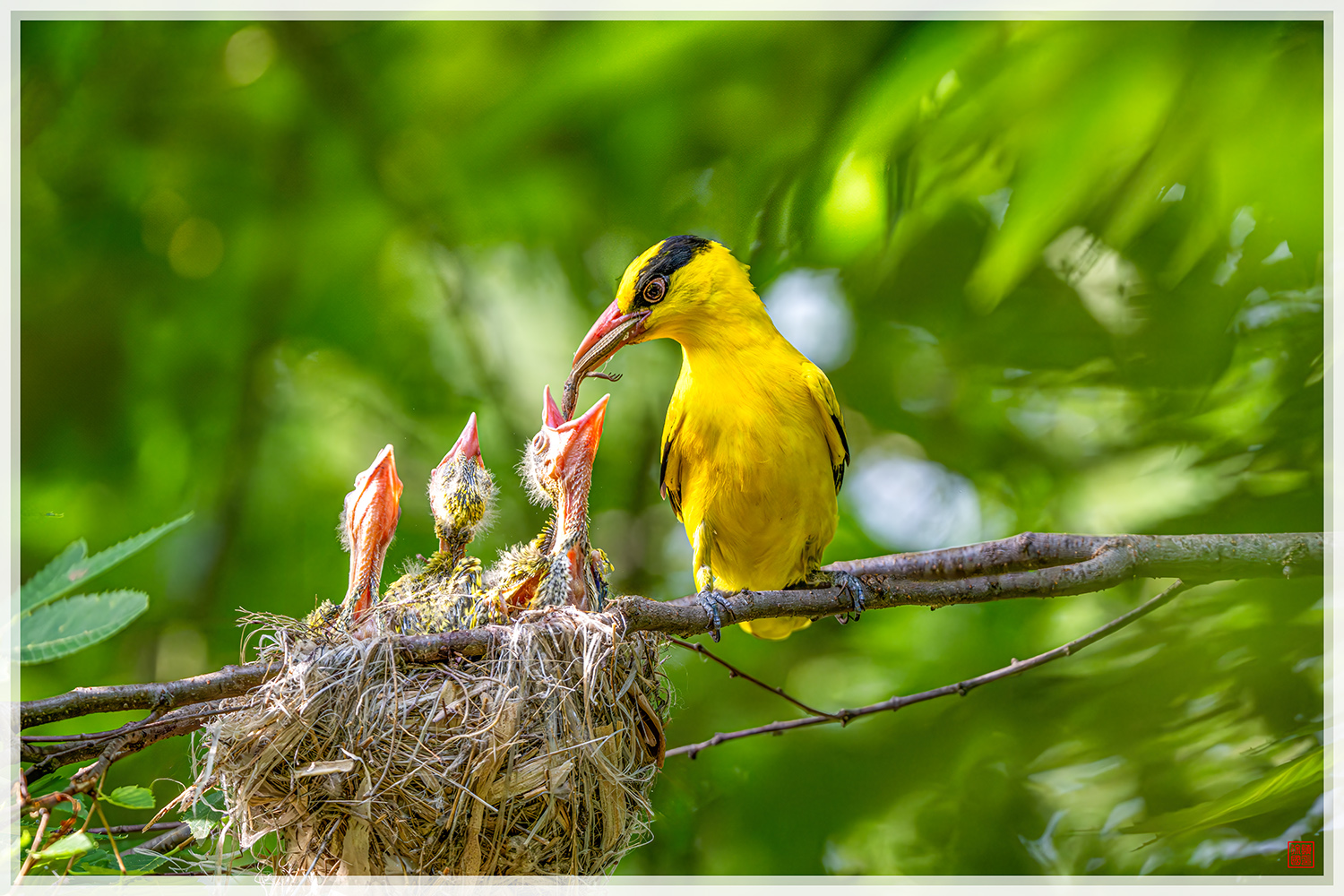 PHOTO BY  | NIKON Z 9 | 2024:06:17 06:59:07 | ISO-2500 | 1/800 sec | f 5.6 | 840 mm | EV=0.3 | ● WIDTH:1500 pixels  HEIGHT:1000 pixels