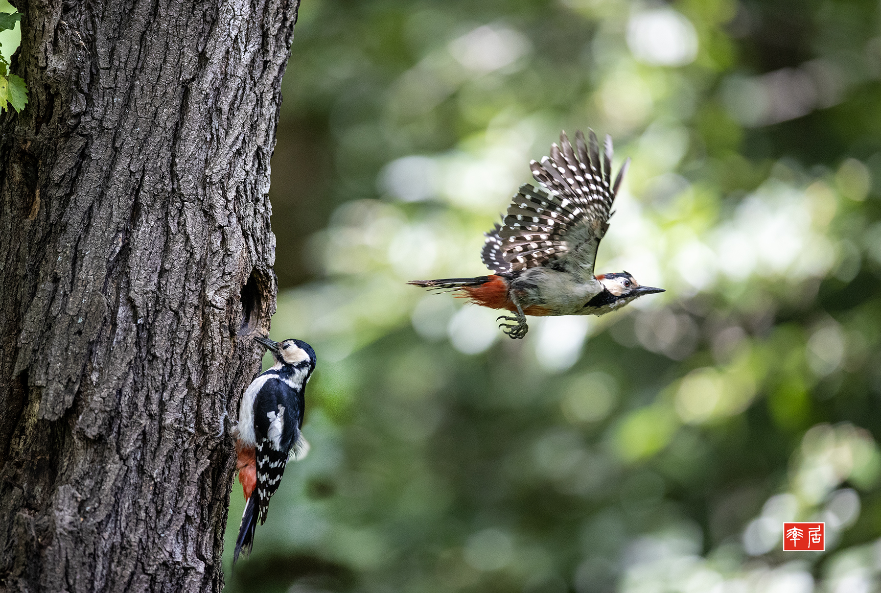 PHOTO BY changickheun | Canon EOS-1D X Mark III | 2024:06:01 11:45:56 | ISO-3200 | 1/2500 sec | f 3.2 | 400 mm | EV=0 | ● WIDTH:1800 pixels  HEIGHT:1211 pixels