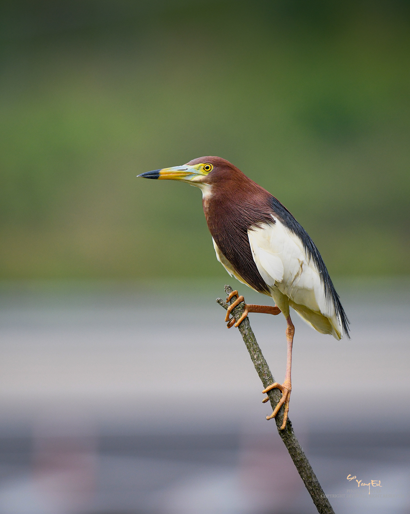 PHOTO BY  | NIKON D500 | 2024:06:10 09:31:40 | ISO-1100 | 1/2000 sec | f 5.6 | 500 mm | EV=0 | ● WIDTH:1436 pixels  HEIGHT:1800 pixels