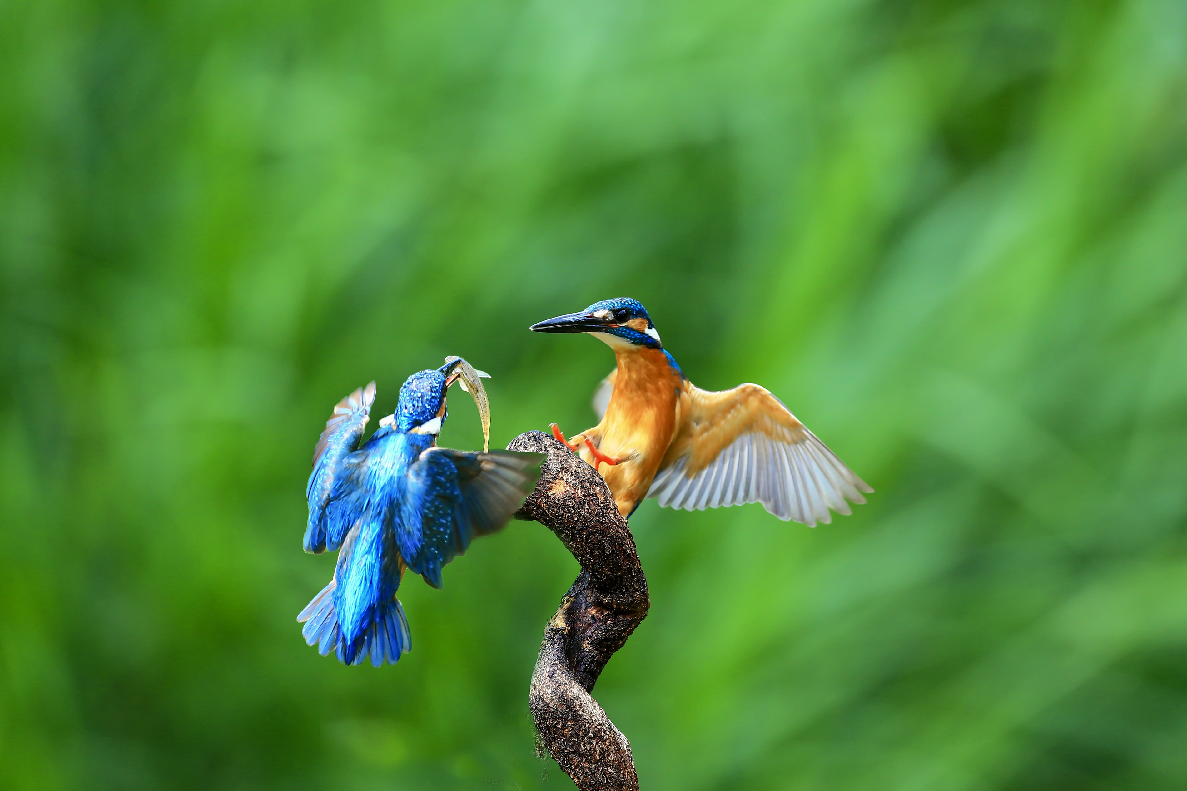 PHOTO BY ChoiJunqSeop | Canon EOS-1D X Mark II | 2024:06:16 19:18:00 | ISO-50 | 1/250 sec | f 4.5 | 100 mm | EV=0 | ● WIDTH:3800 pixels  HEIGHT:2533 pixels