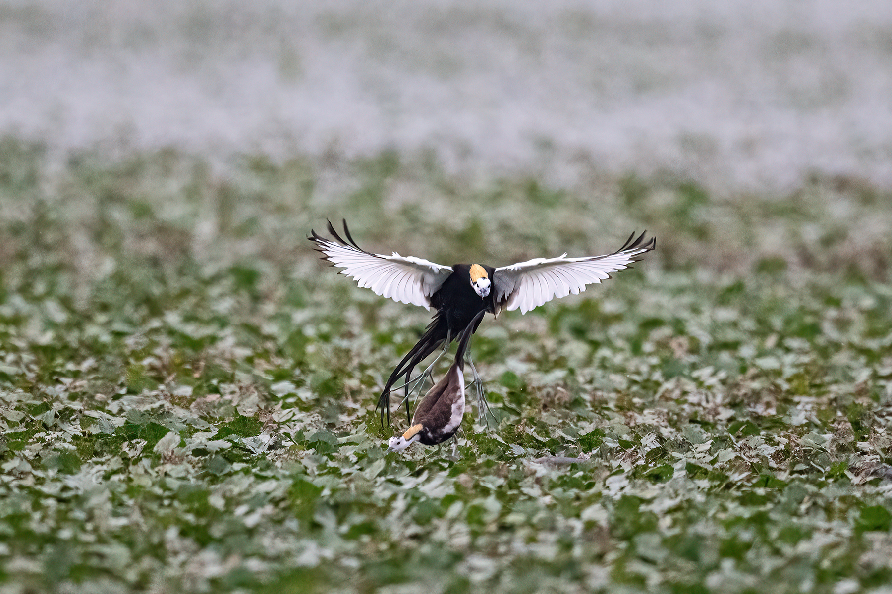 PHOTO BY  | NIKON Z 9 | 2024:06:20 06:17:07 | ISO-10000 | 1/2000 sec | f 7.1 | 1000 mm | EV=0 | ● WIDTH:1800 pixels  HEIGHT:1199 pixels