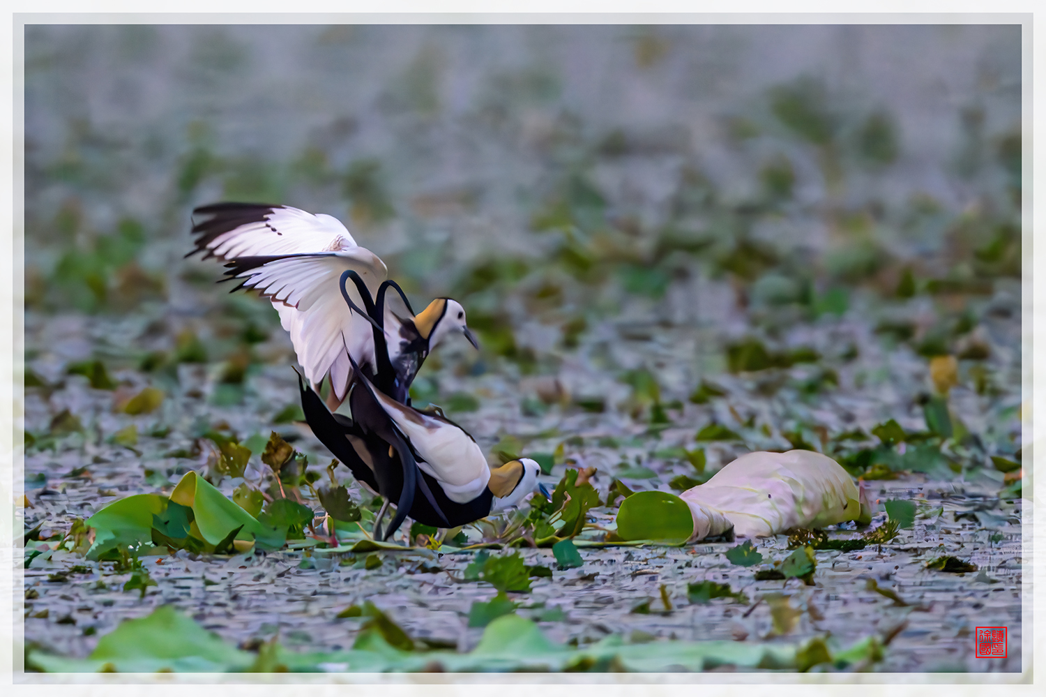 PHOTO BY  | NIKON Z 9 | 2024:06:19 05:15:16 | ISO-10000 | 1/1250 sec | f 5.6 | 840 mm | EV=-0.3 | ● WIDTH:1500 pixels  HEIGHT:999 pixels