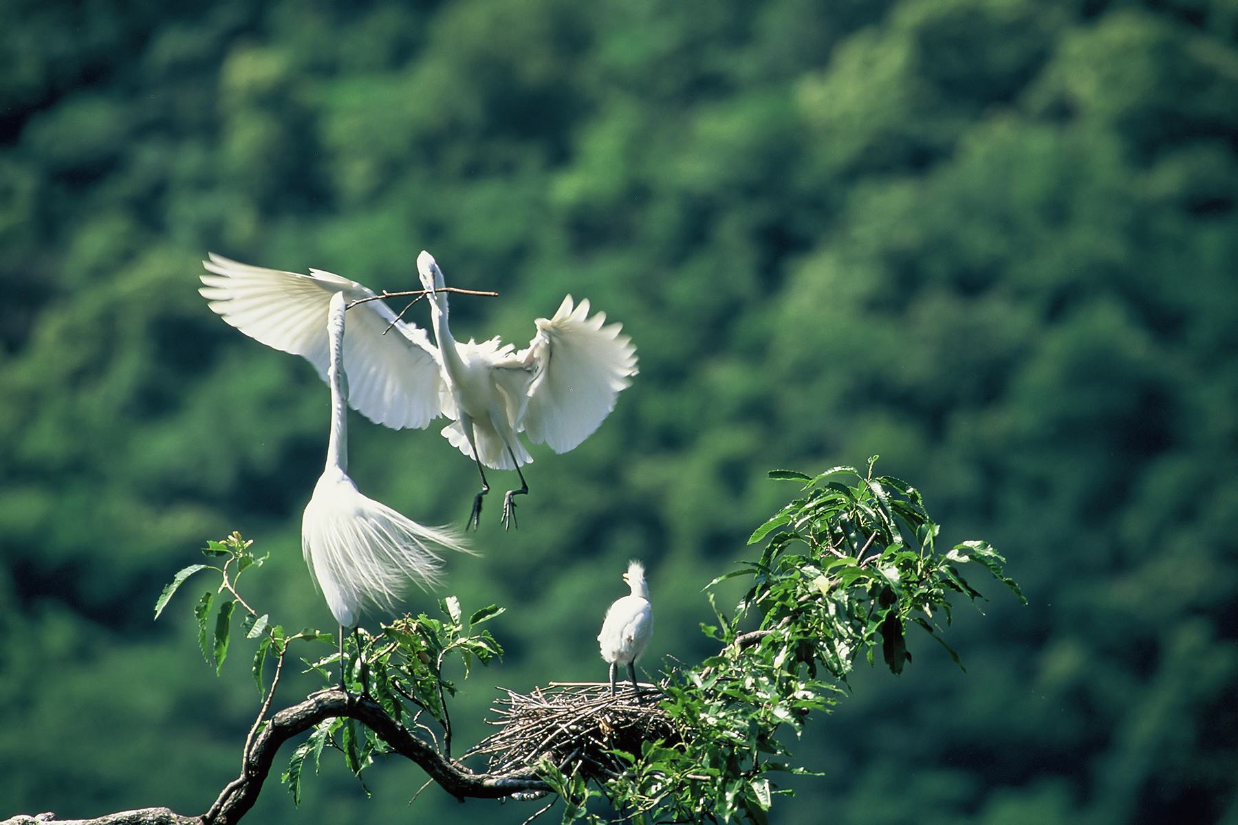 PHOTO BY ChoiJunqSeop | Canon EOS-1D X Mark II | 2024:06:16 19:19:19 | ISO-50 | 1/250 sec | f 5.6 | 400 mm | EV=0 | ● WIDTH:1800 pixels  HEIGHT:1200 pixels
