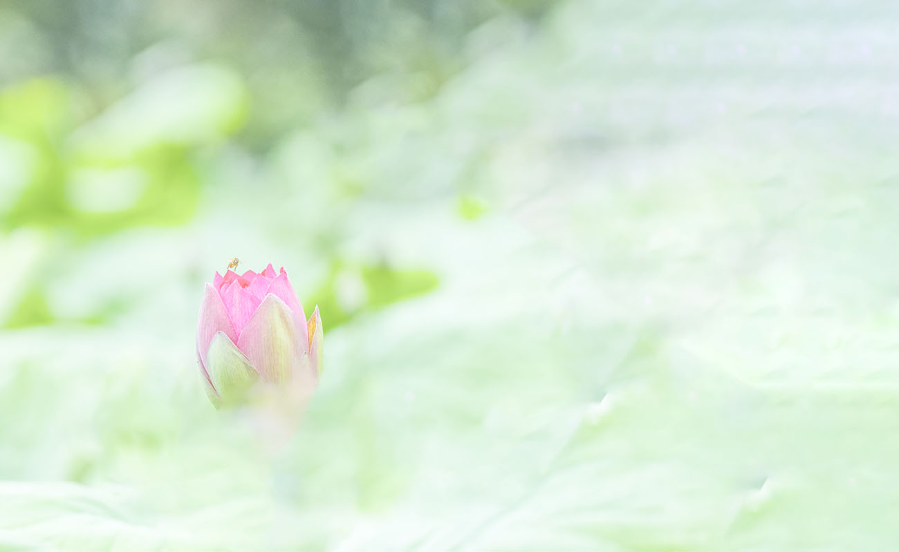 PHOTO BY SEHUI_OK | NIKON D500 | 2024:06:17 06:43:51 | ISO-640 | 1/250 sec | f 4 | 200 mm | EV=0 | ● WIDTH:1300 pixels  HEIGHT:799 pixels