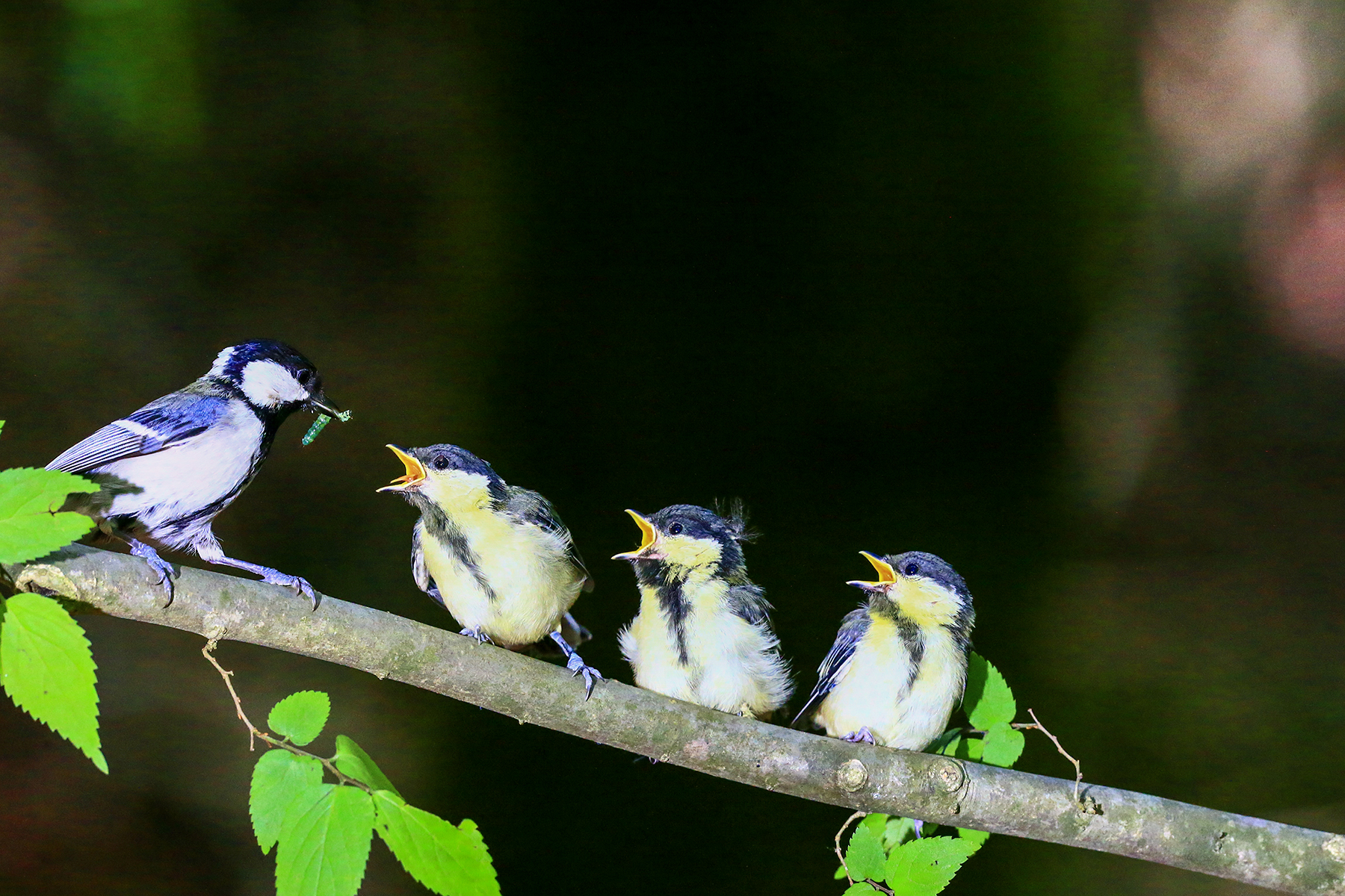 PHOTO BY HNalim | Canon EOS 7D Mark II | 2024:06:22 13:44:21 | ISO-100 | 1/400 sec | f 4.5 | 100 mm | EV=0 | ● WIDTH:1800 pixels  HEIGHT:1200 pixels