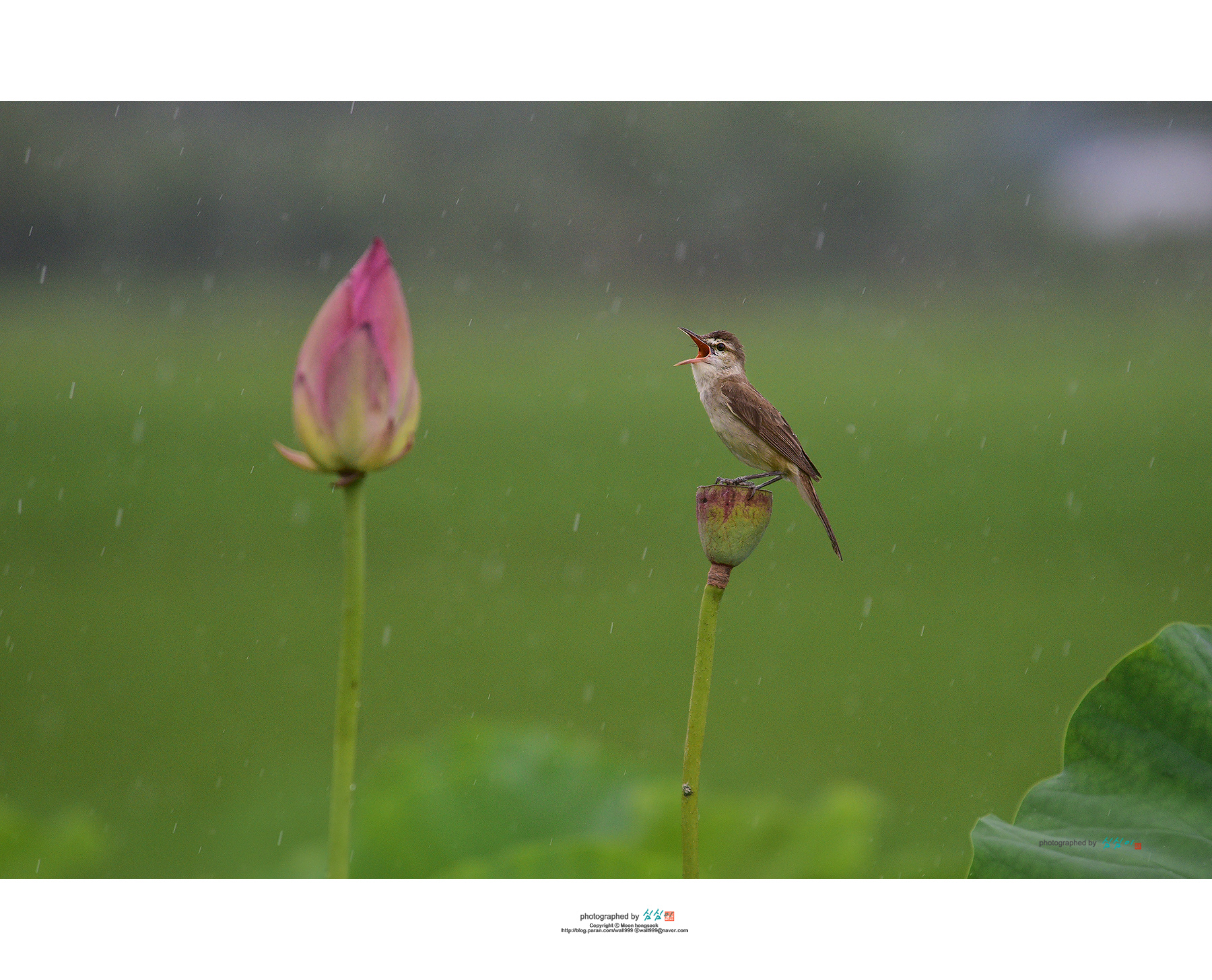 PHOTO BY Mhs | NIKON D810 | 2024:06:29 16:08:44 | ISO-800 | 1/640 sec | f 5.3 | 340 mm | EV=-0.3 | ● WIDTH:1800 pixels  HEIGHT:1456 pixels