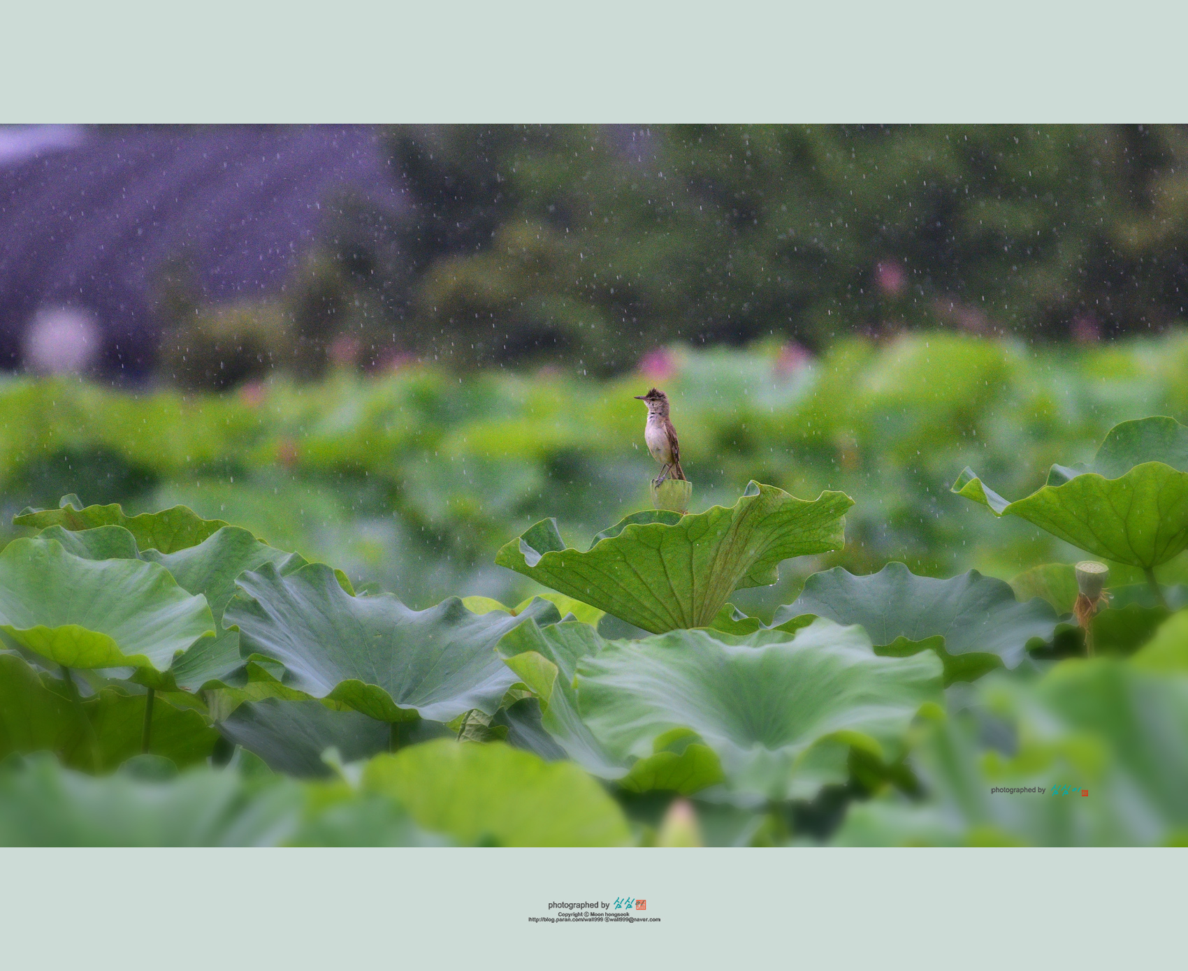 PHOTO BY Mhs | NIKON D810 | 2024:06:29 16:02:45 | ISO-1800 | 1/1000 sec | f 5.6 | 400 mm | EV=-0.3 | ● WIDTH:1700 pixels  HEIGHT:1390 pixels