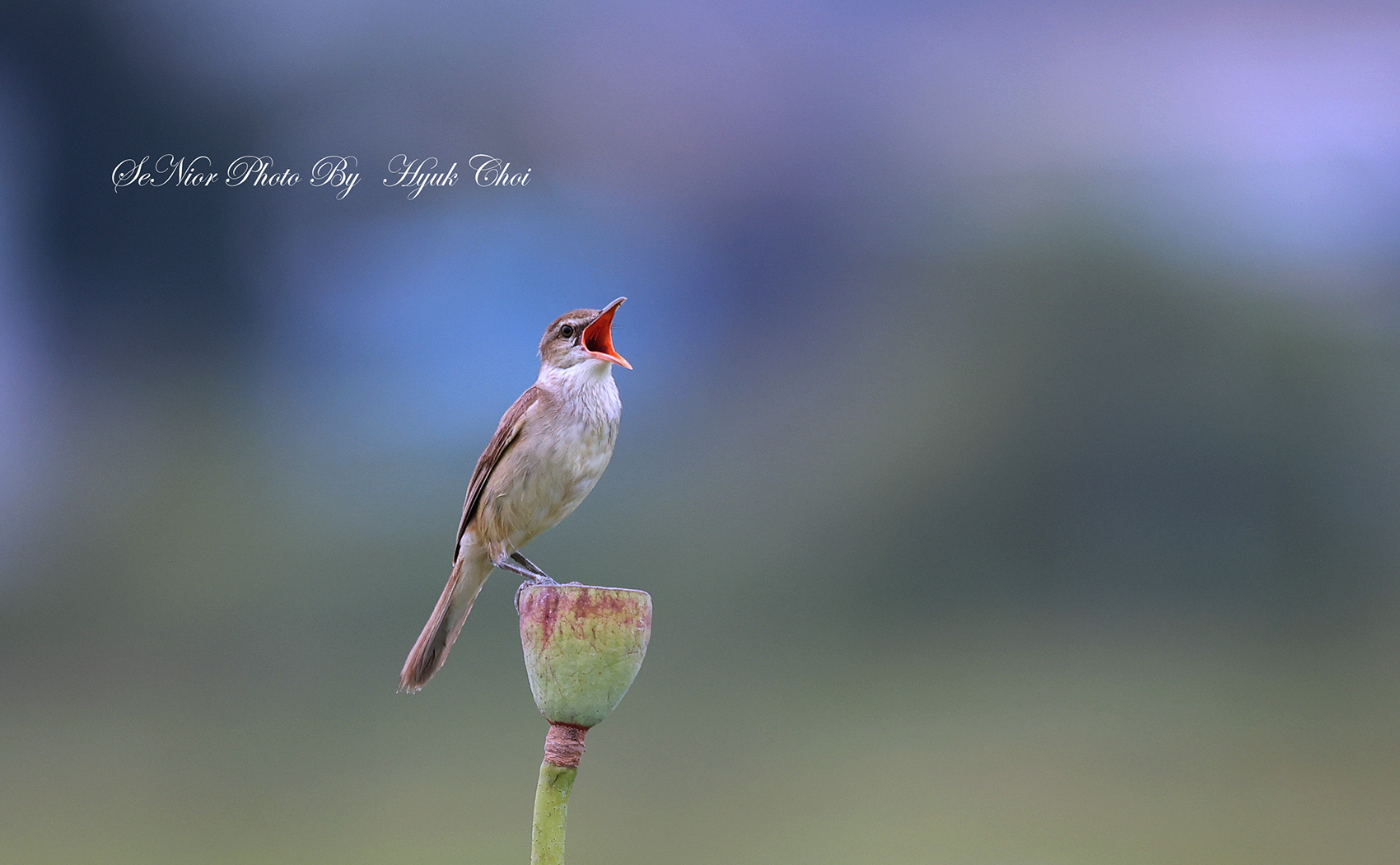 PHOTO BY  | Canon EOS R6 | 2024:06:29 09:06:18 | ISO-2000 | 1/2000 sec | f 6.3 | 600 mm | EV=0 | ● WIDTH:1700 pixels  HEIGHT:1050 pixels