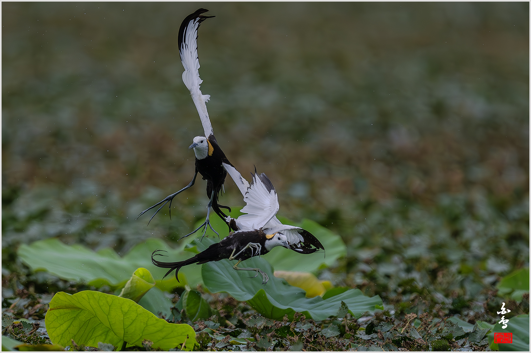 PHOTO BY  | NIKON Z 9 | 2024:06:29 10:41:44 | ISO-1000 | 1/6400 sec | f 5.6 | 840 mm | EV=-1 | ● WIDTH:1700 pixels  HEIGHT:1132 pixels