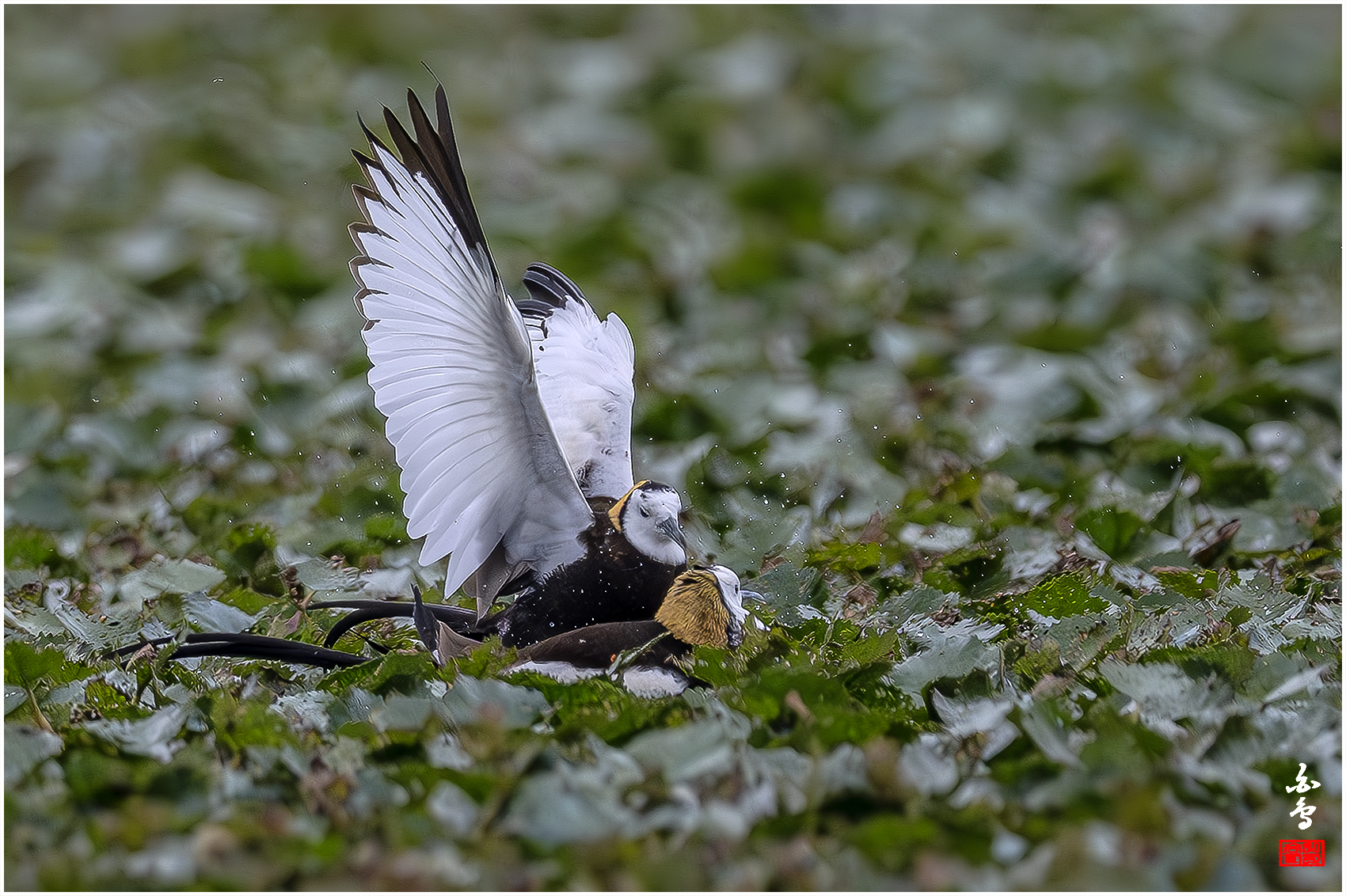 PHOTO BY  | NIKON Z 9 | 2024:06:29 09:36:54 | ISO-1600 | 1/6400 sec | f 5.6 | 840 mm | EV=-1 | ● WIDTH:1700 pixels  HEIGHT:1132 pixels