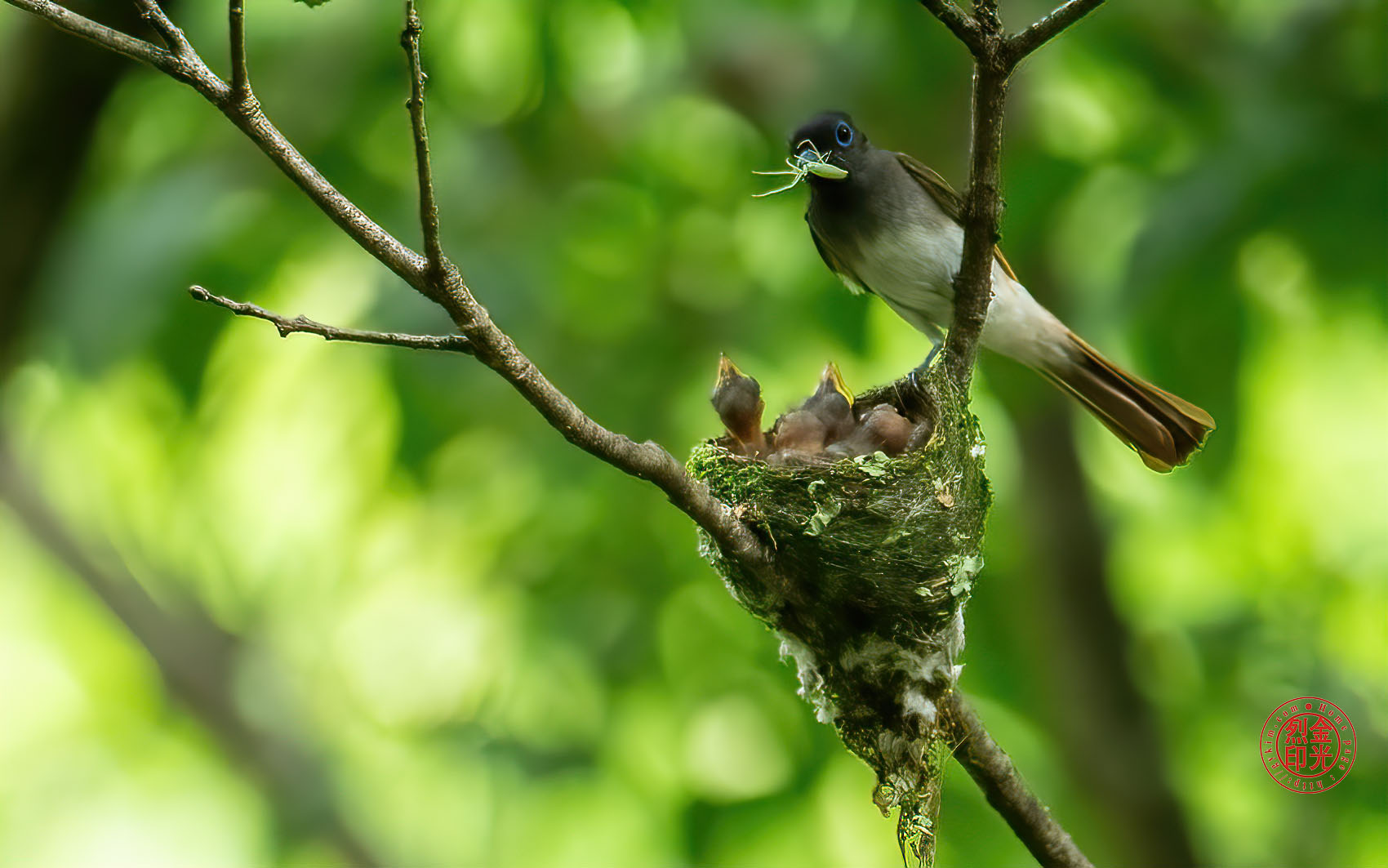 PHOTO BY KKY_CWANG_YEOL | NIKON Z 8 | 2024:07:03 14:17:24 | ISO-5000 | 1/500 sec | f 6.3 | 600 mm | EV=0.7 | ● WIDTH:1700 pixels  HEIGHT:1063 pixels