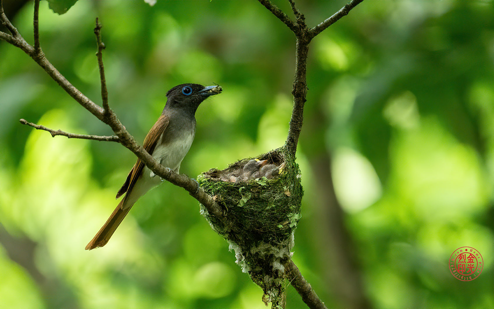 PHOTO BY KKY_CWANG_YEOL | NIKON Z 8 | 2024:07:03 13:55:22 | ISO-5000 | 1/400 sec | f 6.3 | 600 mm | EV=0.7 | ● WIDTH:1700 pixels  HEIGHT:1063 pixels