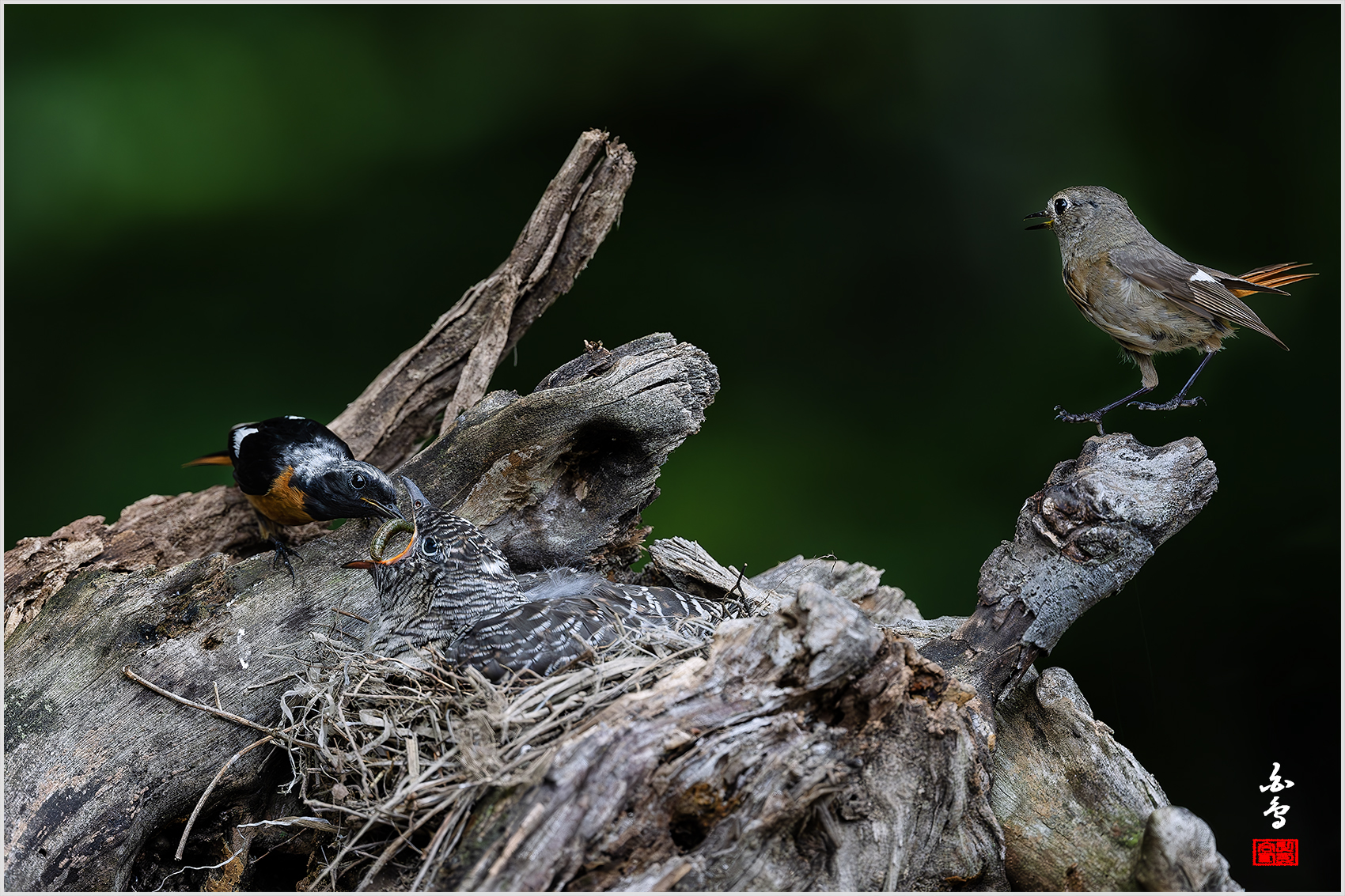 PHOTO BY  | NIKON Z 9 | 2024:07:03 11:30:23 | ISO-2500 | 1/5000 sec | f 5 | 600 mm | EV=-1 | ● WIDTH:1700 pixels  HEIGHT:1133 pixels