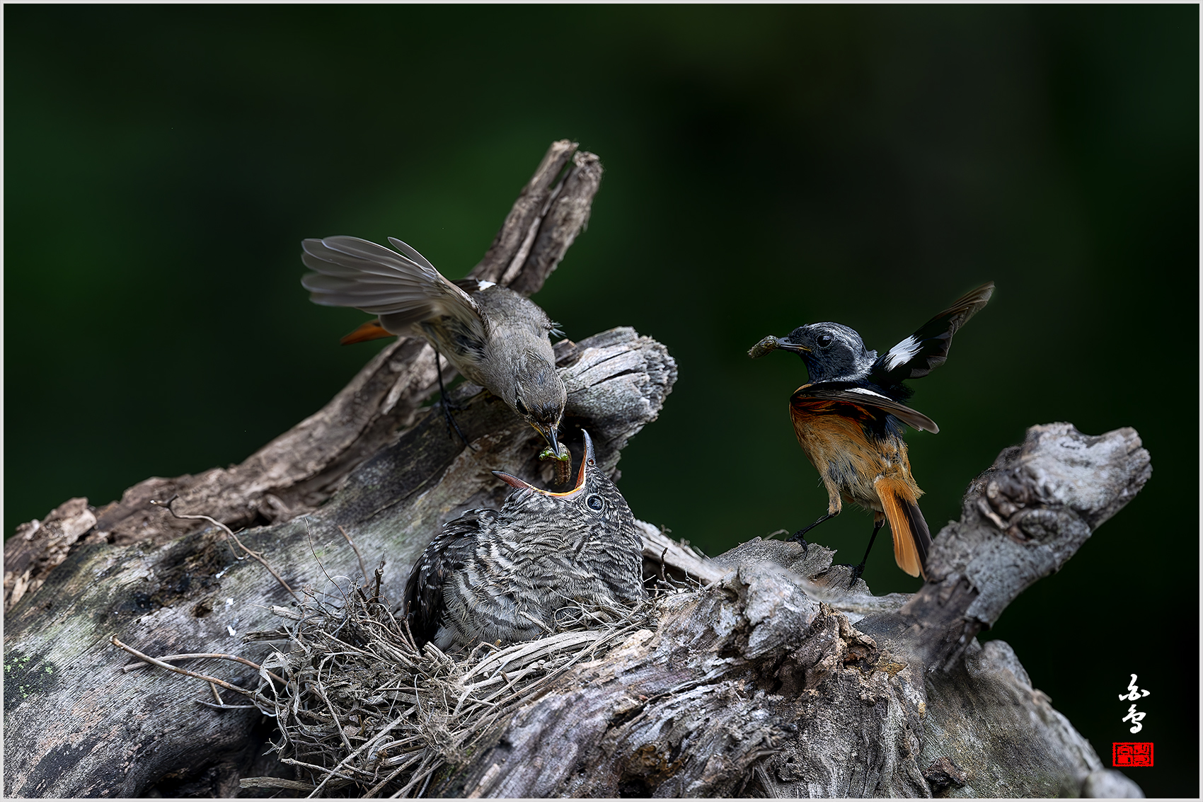 PHOTO BY  | NIKON Z 9 | 2024:07:03 11:30:21 | ISO-2500 | 1/6400 sec | f 5 | 600 mm | EV=-1 | ● WIDTH:1700 pixels  HEIGHT:1133 pixels