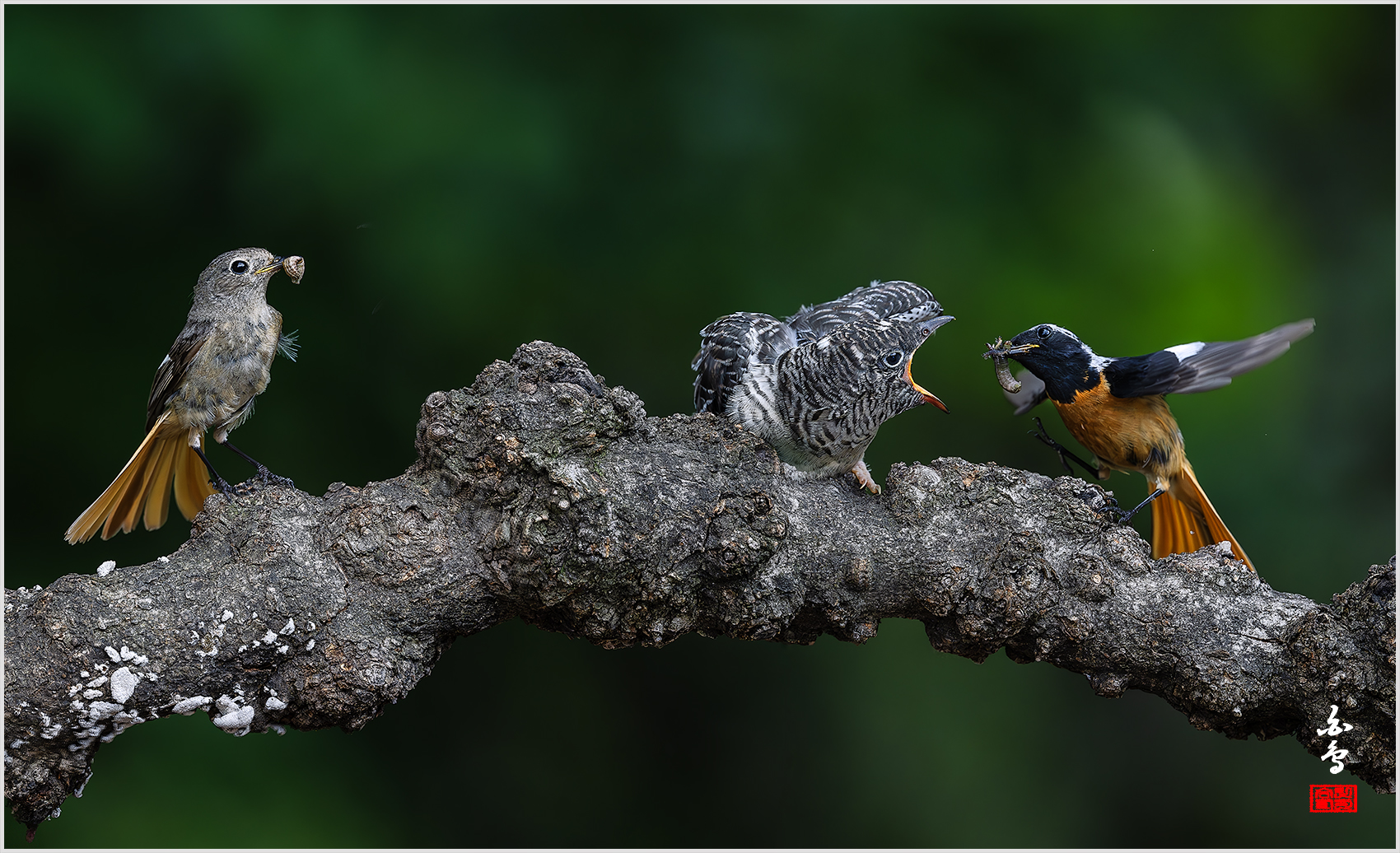 PHOTO BY  | NIKON Z 9 | 2024:07:03 14:01:05 | ISO-3200 | 1/2500 sec | f 5 | 600 mm | EV=-1 | ● WIDTH:1700 pixels  HEIGHT:1036 pixels