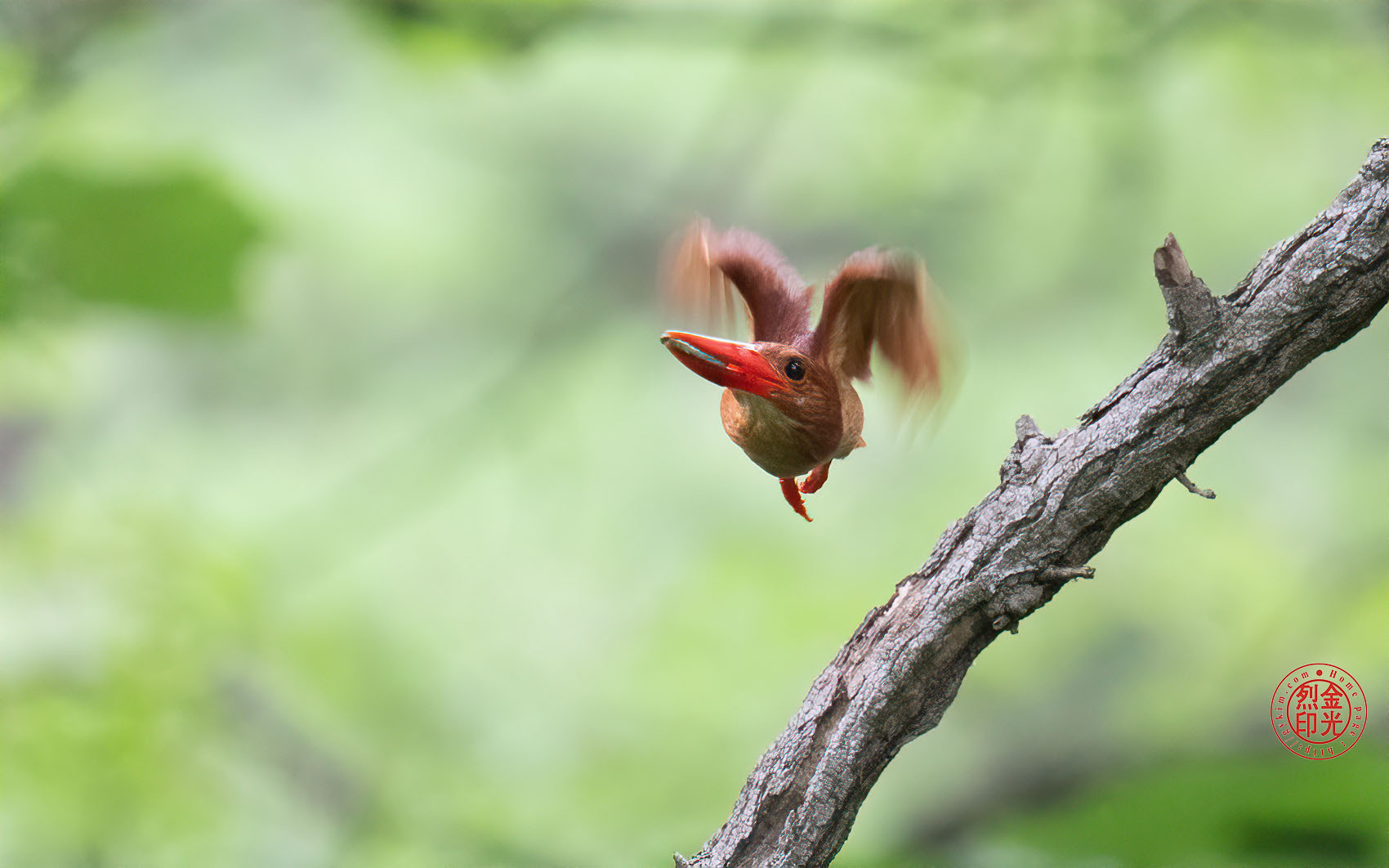 PHOTO BY KKY_CWANG_YEOL | NIKON Z 8 | 2024:07:07 09:21:28 | ISO-8000 | 1/500 sec | f 5.6 | 400 mm | EV=0.7 | ● WIDTH:1700 pixels  HEIGHT:1062 pixels