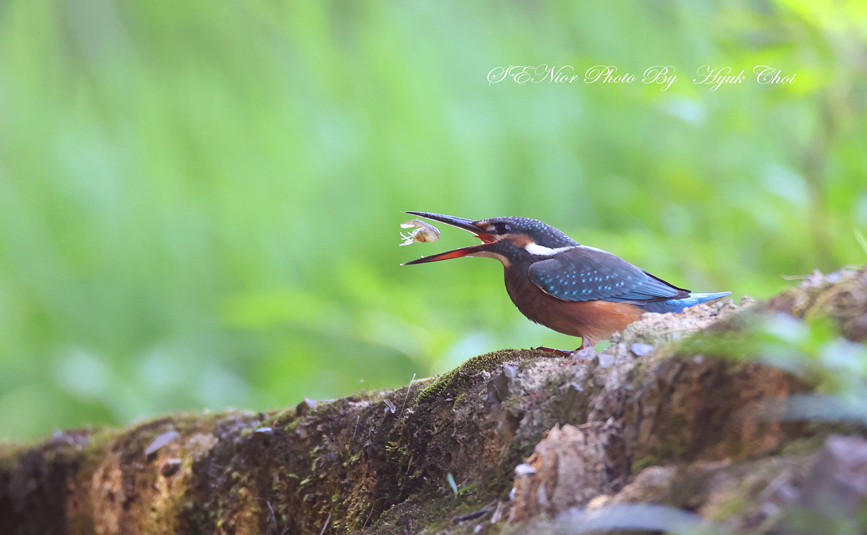 PHOTO BY  | Canon EOS R6 | 2024:07:05 14:49:55 | ISO-5000 | 1/640 sec | f 6.3 | 600 mm | EV=0 | ● WIDTH:1700 pixels  HEIGHT:1050 pixels