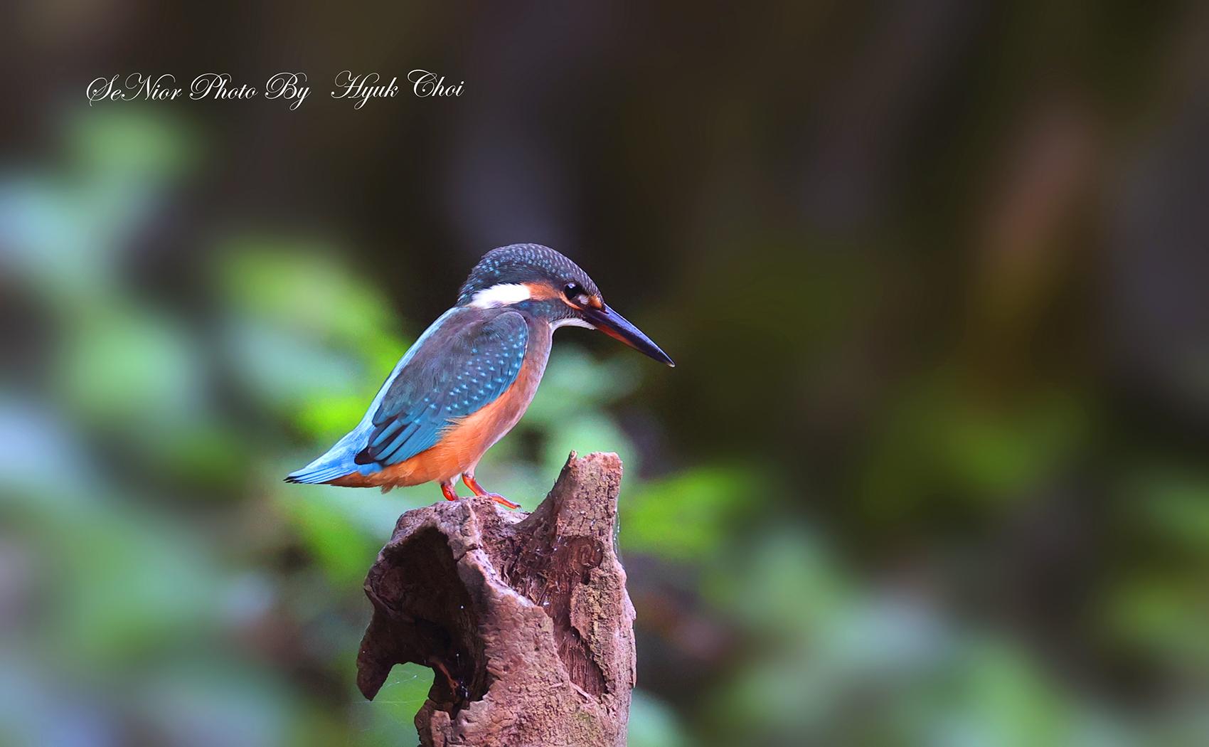 PHOTO BY  | Canon EOS R6 | 2024:07:05 15:31:53 | ISO-6400 | 1/500 sec | f 6.3 | 483 mm | EV=0 | ● WIDTH:1700 pixels  HEIGHT:1050 pixels