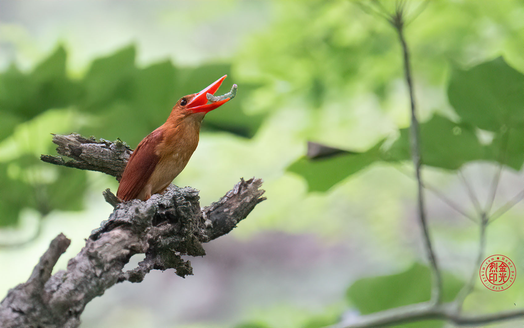 PHOTO BY KKY_CWANG_YEOL | NIKON Z 8 | 2024:07:07 09:17:25 | ISO-8000 | 1/500 sec | f 5.6 | 400 mm | EV=0.7 | ● WIDTH:1700 pixels  HEIGHT:1063 pixels