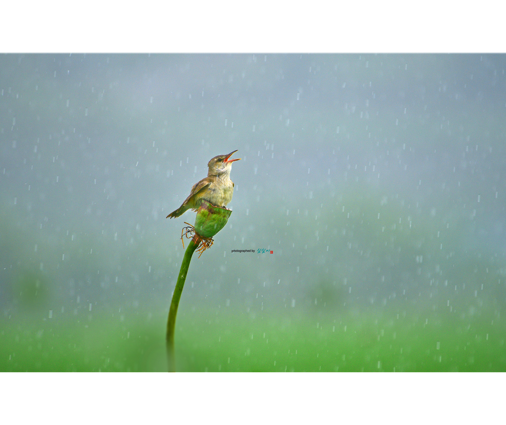 PHOTO BY Mhs | NIKON D810 | 2024:07:09 12:48:42 | ISO-160 | 1/800 sec | f 5.6 | 400 mm | EV=-0.3 | ● WIDTH:1700 pixels  HEIGHT:1428 pixels