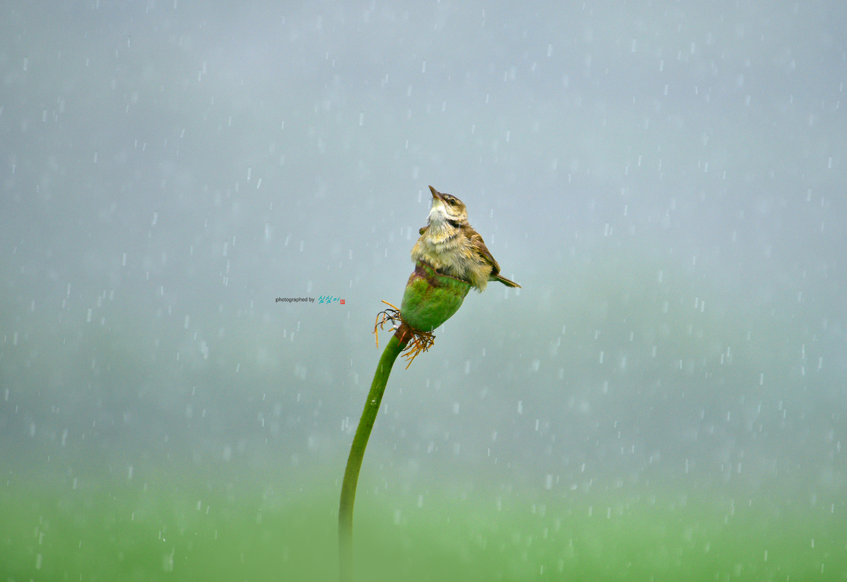 PHOTO BY Mhs | NIKON D810 | 2024:07:09 12:49:05 | ISO-140 | 1/800 sec | f 5.6 | 400 mm | EV=-0.3 | ● WIDTH:1700 pixels  HEIGHT:1167 pixels