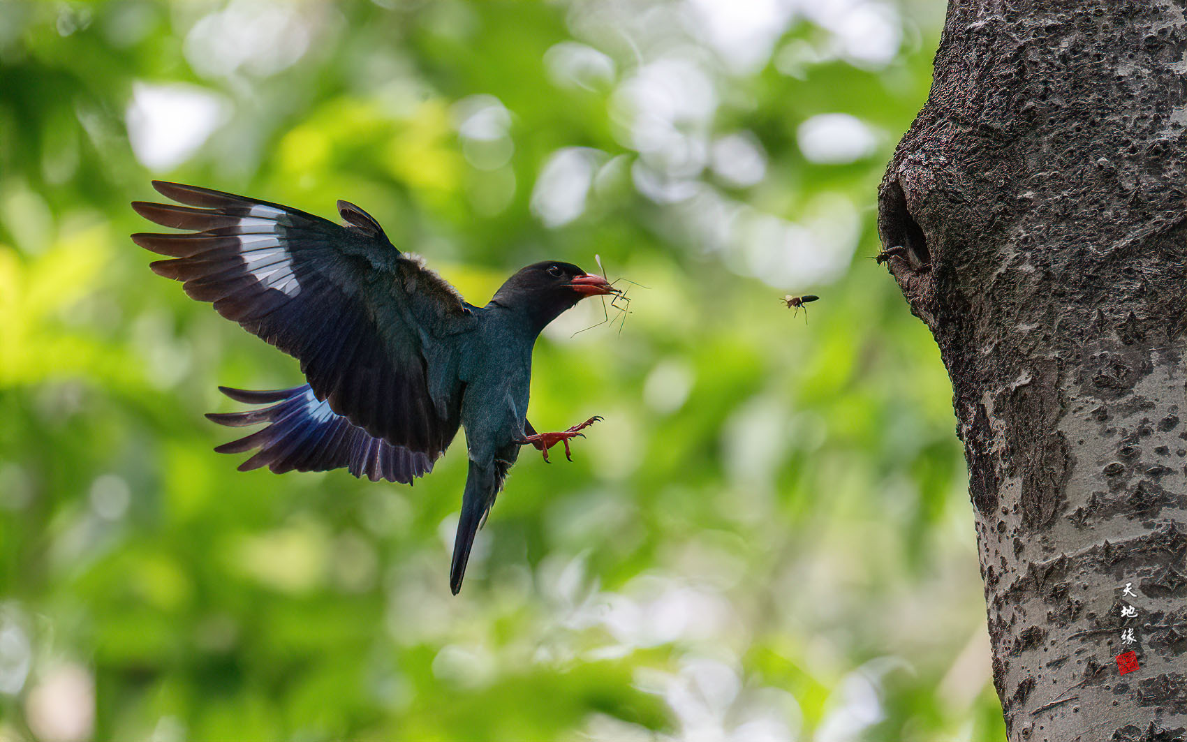 PHOTO BY KKY_CWANG_YEOL | NIKON Z 8 | 2024:07:11 14:09:22 | ISO-8000 | 1/6400 sec | f 6.3 | 600 mm | EV=0.7 | ● WIDTH:1700 pixels  HEIGHT:1063 pixels
