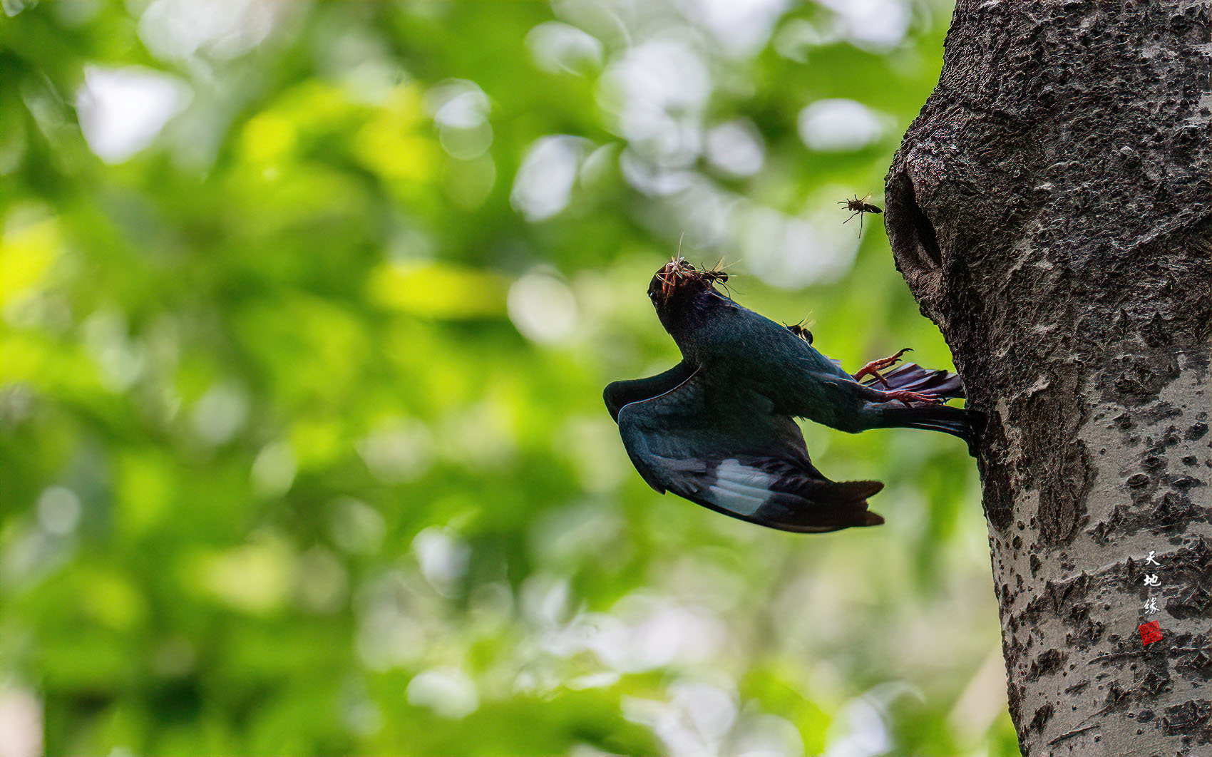 PHOTO BY KKY_CWANG_YEOL | NIKON Z 8 | 2024:07:11 14:09:22 | ISO-8000 | 1/6400 sec | f 6.3 | 600 mm | EV=0.7 | ● WIDTH:1700 pixels  HEIGHT:1062 pixels