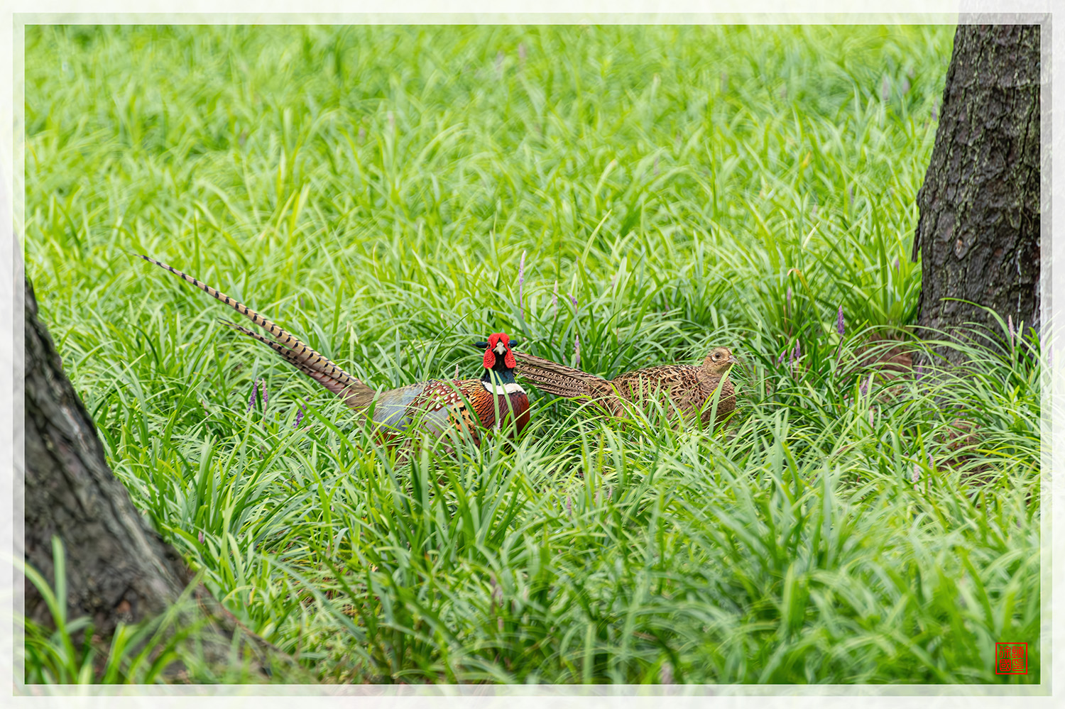 PHOTO BY  | NIKON D850 | 2024:07:16 10:50:18 | ISO-1250 | 1/640 sec | f 5.6 | 300 mm | EV=0.7 | ● WIDTH:1500 pixels  HEIGHT:999 pixels