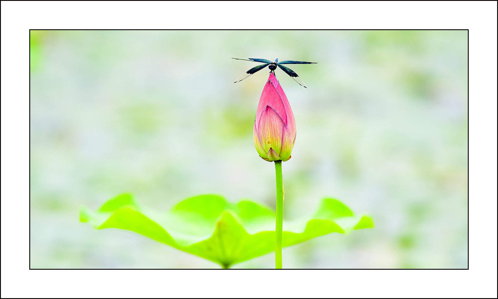   | PHOTO BY : 삿갓/정봉식  |
