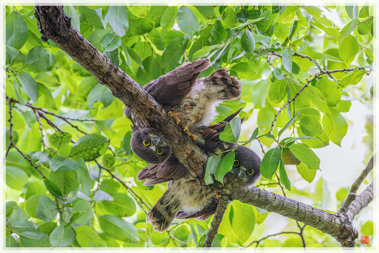 PHOTO BY  | NIKON Z 9 | 2024:07:19 10:20:31 | ISO-16000 | 1/500 sec | f 7.1 | 600 mm | EV=1 | ● WIDTH:1500 pixels  HEIGHT:1000 pixels