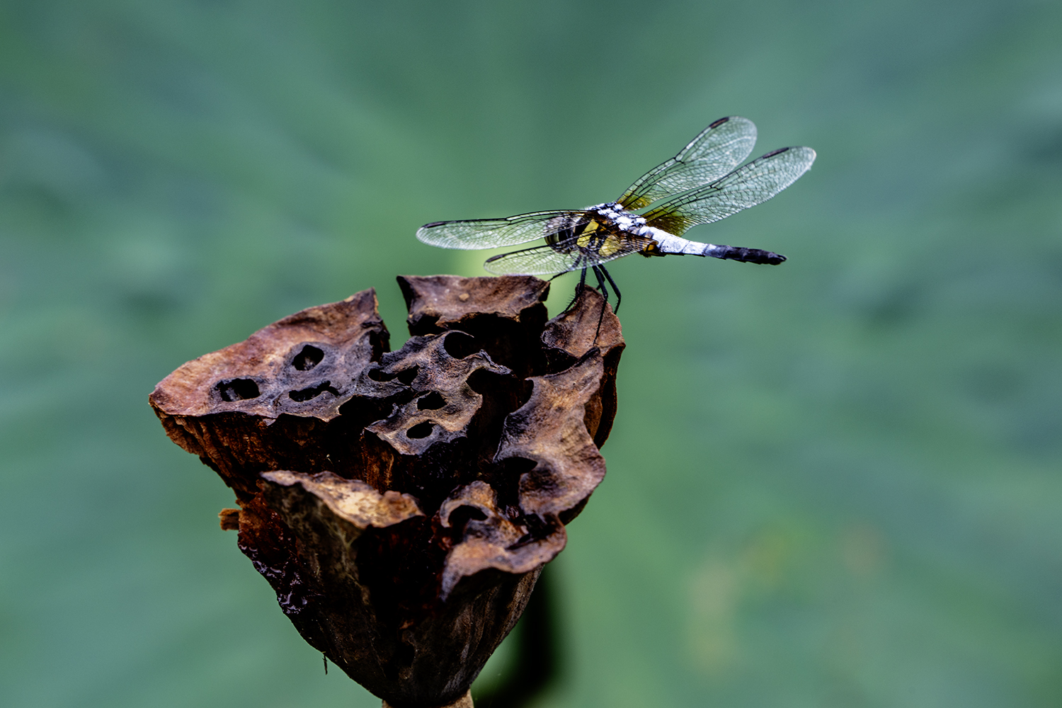 PHOTO BY KWON BYUNG JIN | NIKON Z 8 | 2024:07:19 10:49:42 | ISO-100 | 1/40 sec | f 11 | 600 mm | EV=0 | ● WIDTH:1500 pixels  HEIGHT:1000 pixels