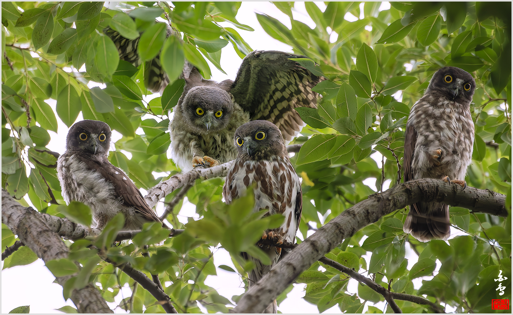 PHOTO BY  | NIKON D500 | 2024:07:18 10:11:47 | ISO-1250 | 1/2000 sec | f 5.6 | 400 mm | EV=1 | ● WIDTH:1700 pixels  HEIGHT:1045 pixels