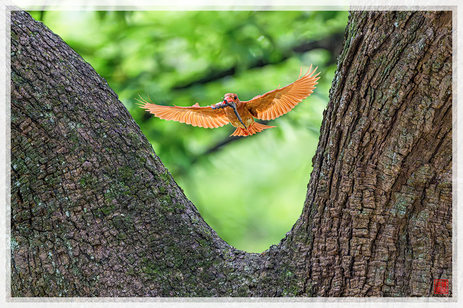 PHOTO BY  | NIKON Z 9 | 2024:07:23 13:51:14 | ISO-18000 | 1/2500 sec | f 4 | 600 mm | EV=0.7 | ● WIDTH:1500 pixels  HEIGHT:999 pixels
