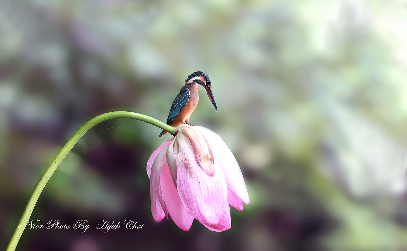 PHOTO BY  | Canon EOS R6 | 2024:07:23 11:00:06 | ISO-1000 | 1/320 sec | f 6.3 | 329 mm | EV=0 | ● WIDTH:1700 pixels  HEIGHT:1050 pixels