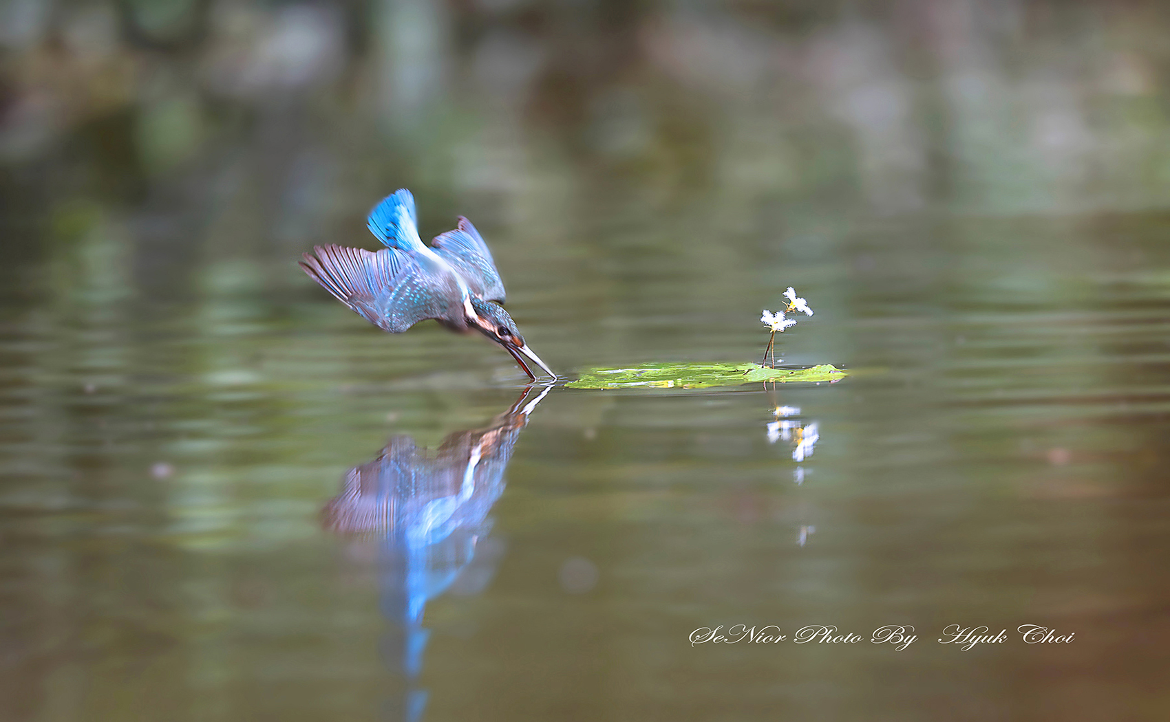 PHOTO BY  | Canon EOS R6 | 2024:07:23 09:44:03 | ISO-1600 | 1/2500 sec | f 6.3 | 500 mm | EV=0 | ● WIDTH:1700 pixels  HEIGHT:1050 pixels