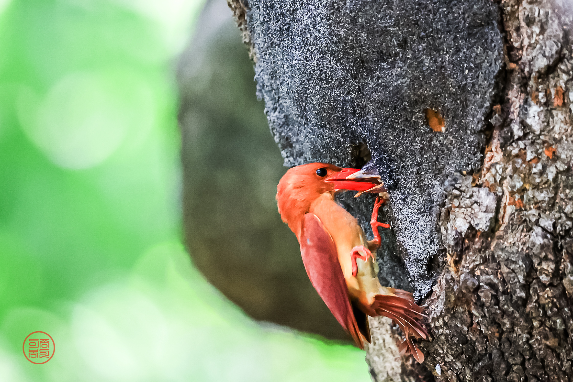 PHOTO BY  | Canon EOS R3 | 2024:07:01 13:00:05 | ISO-6400 | 1/1000 sec | f 4 | 600 mm | EV=-1 | ● WIDTH:2241 pixels  HEIGHT:1493 pixels