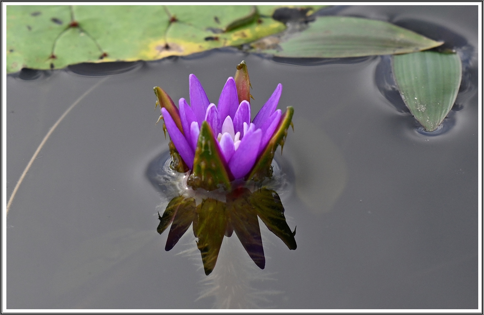 PHOTO BY  | NIKON Z 7_2 | 2024:07:28 08:07:34 | ISO-200 | 1/640 sec | f 5.6 | 500 mm | EV=-0.3 | ● WIDTH:5408 pixels  HEIGHT:3600 pixels