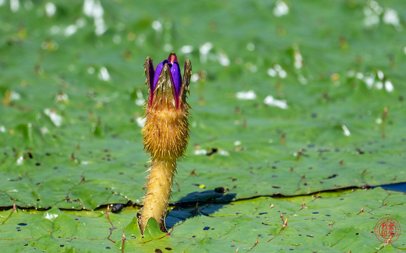 PHOTO BY KKY_CWANG_YEOL | NIKON Z 8 | 2024:07:29 14:26:41 | ISO-640 | 1/2500 sec | f 6.3 | 600 mm | EV=0 | ● WIDTH:1700 pixels  HEIGHT:1062 pixels