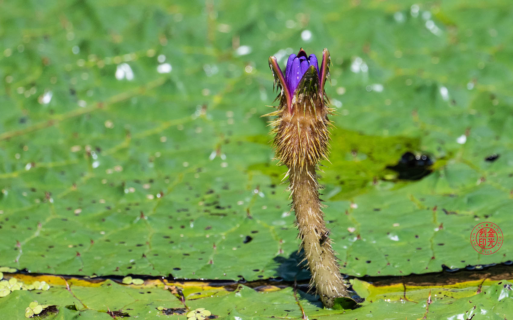 PHOTO BY KKY_CWANG_YEOL | NIKON Z 8 | 2024:07:29 14:29:34 | ISO-640 | 1/2500 sec | f 6.3 | 600 mm | EV=0 | ● WIDTH:1700 pixels  HEIGHT:1062 pixels