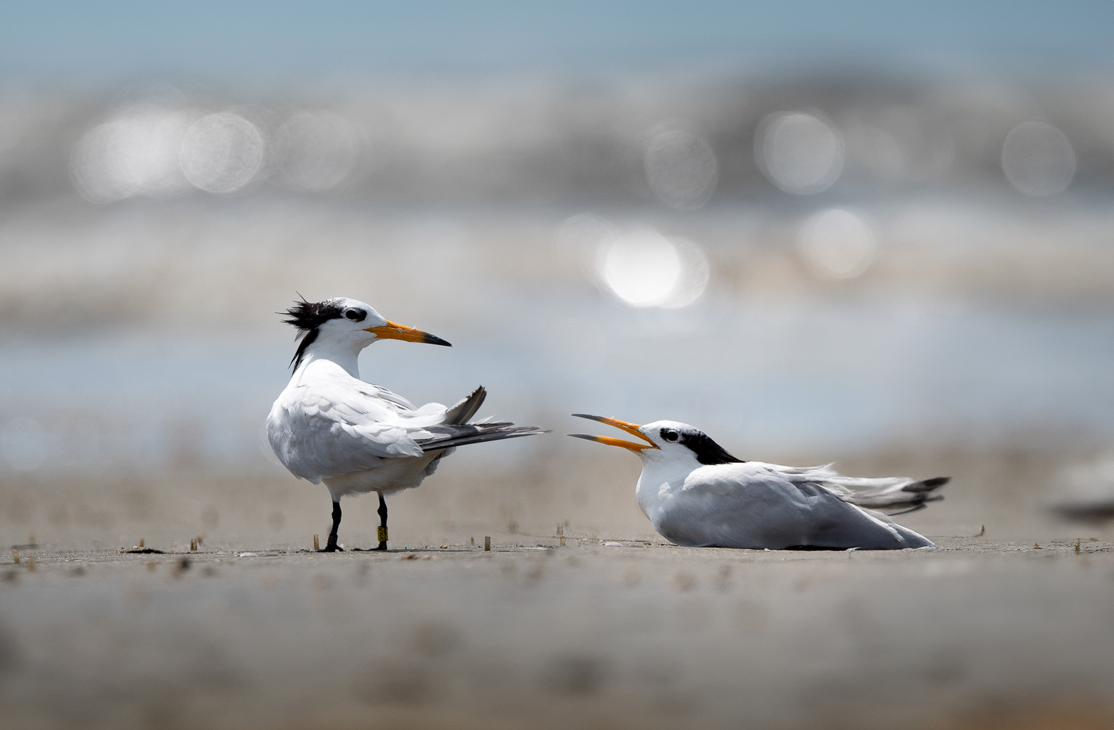 PHOTO BY  | NIKON D500 | 2024:07:25 14:13:24 | ISO-160 | 1/2000 sec | f 5.6 | 500 mm | EV=0.3 | ● WIDTH:  HEIGHT: