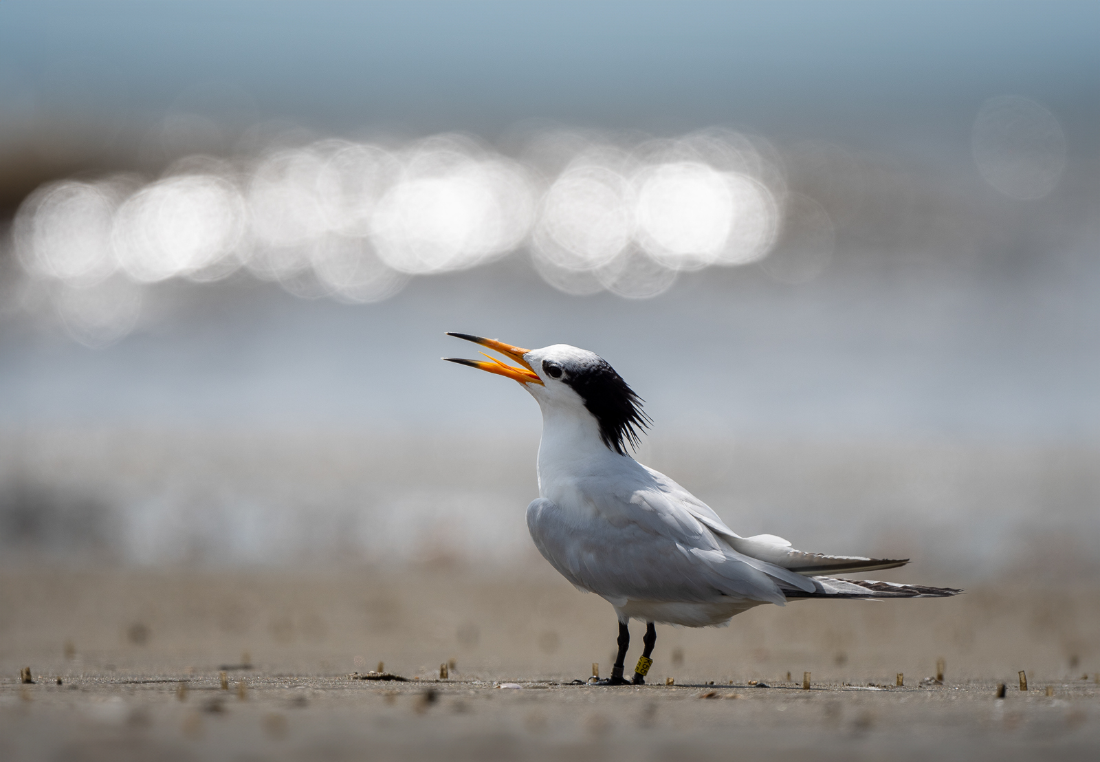 PHOTO BY  | NIKON D500 | 2024:07:25 14:14:39 | ISO-160 | 1/2000 sec | f 5.6 | 500 mm | EV=0.3 | ● WIDTH:  HEIGHT: