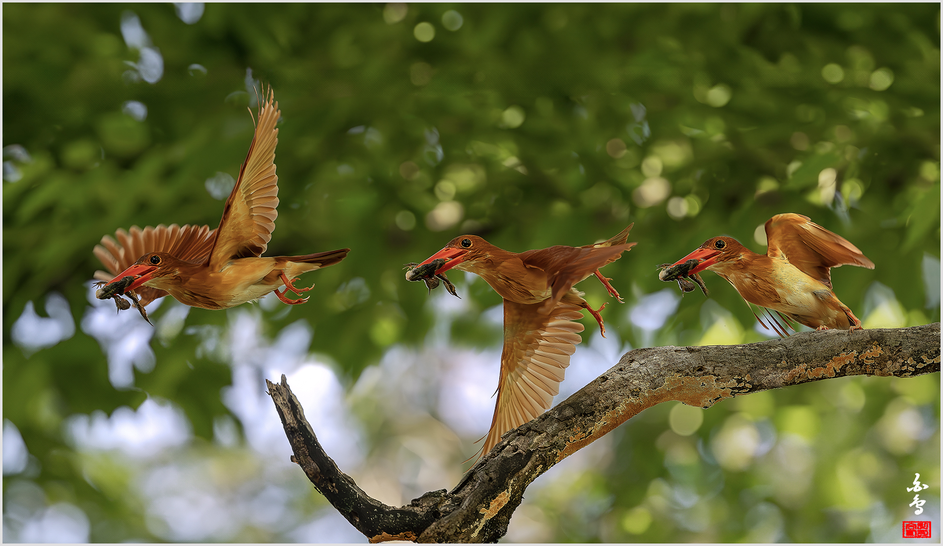 PHOTO BY  | NIKON Z 9 | 2024:07:31 10:10:18 | ISO-5000 | 1/2500 sec | f 4 | 600 mm | EV=0 | ● WIDTH:1900 pixels  HEIGHT:1101 pixels