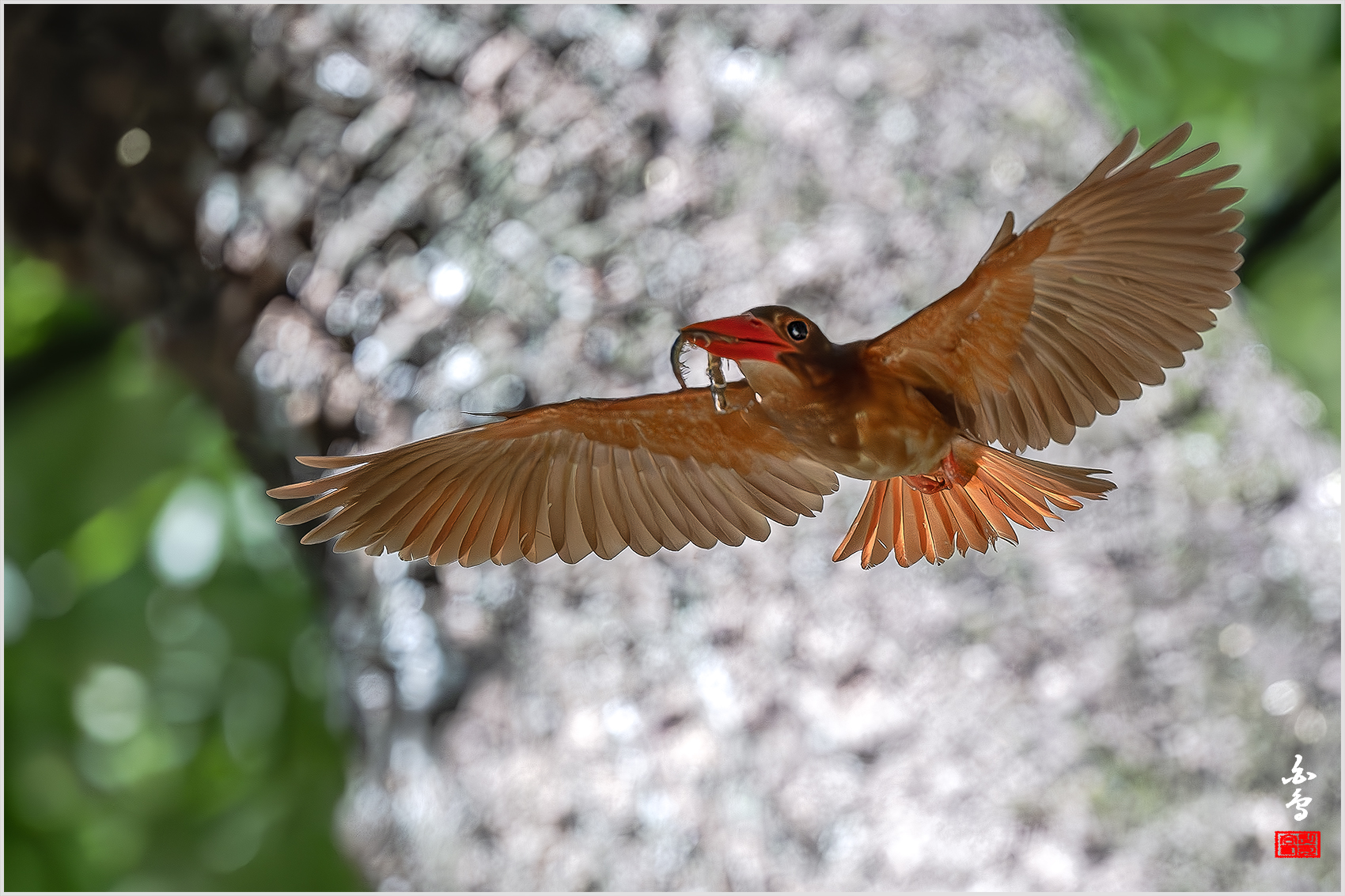 PHOTO BY  | NIKON Z 9 | 2024:07:31 15:00:07 | ISO-6400 | 1/3200 sec | f 5 | 600 mm | EV=0.3 | ● WIDTH:1700 pixels  HEIGHT:1133 pixels