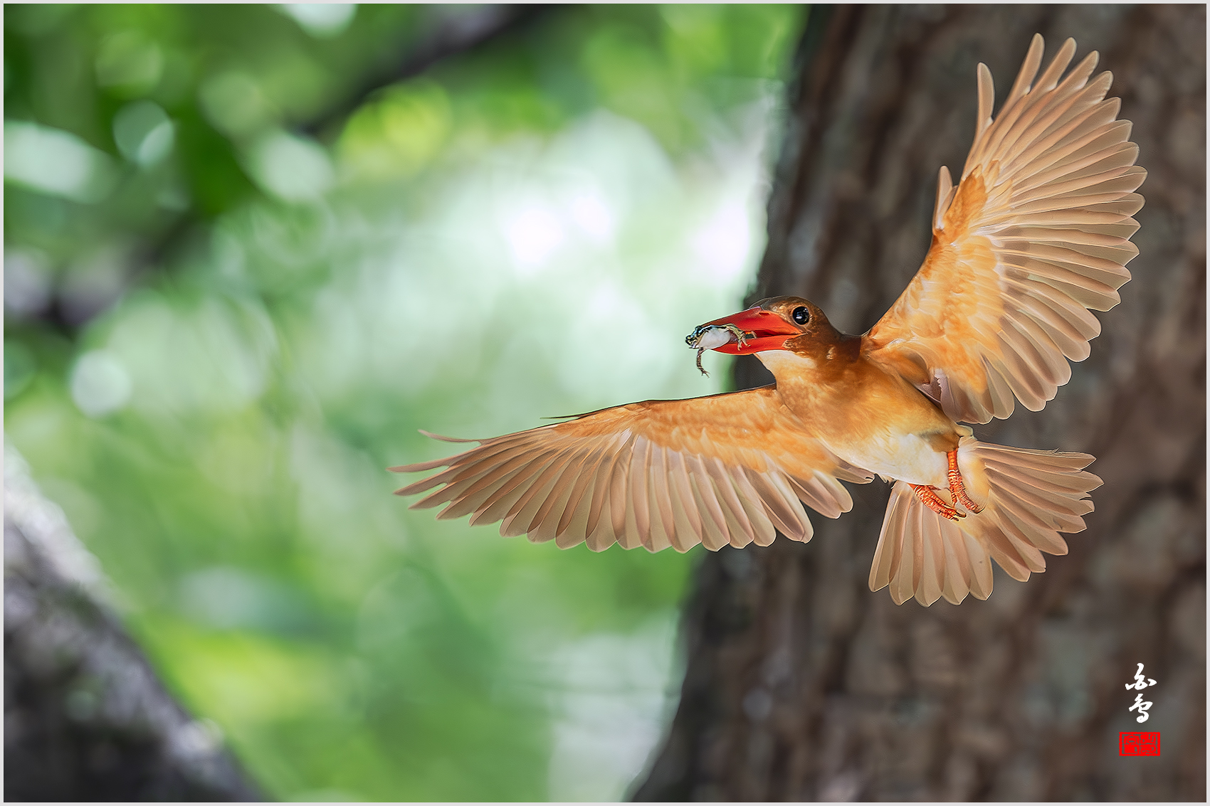 PHOTO BY  | NIKON Z 9 | 2024:07:31 14:37:00 | ISO-4000 | 1/1250 sec | f 5 | 600 mm | EV=0.3 | ● WIDTH:1700 pixels  HEIGHT:1133 pixels
