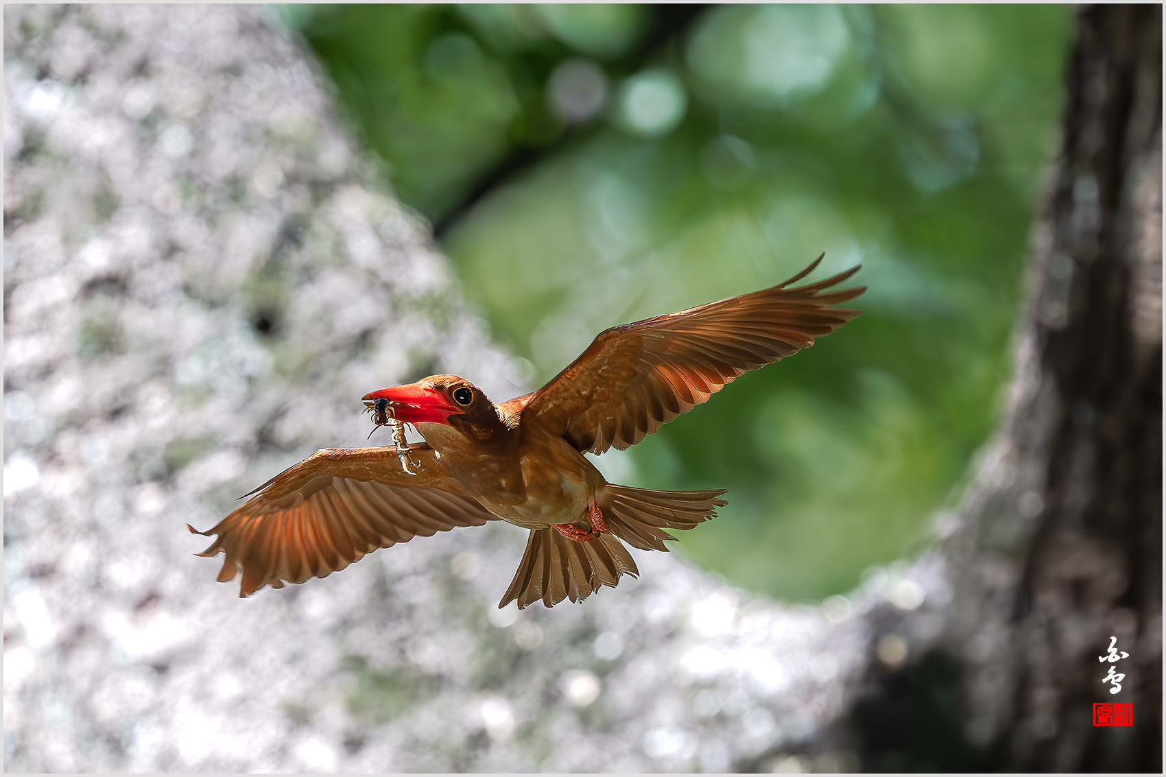 PHOTO BY  | NIKON Z 9 | 2024:07:31 15:03:36 | ISO-6400 | 1/3200 sec | f 5 | 600 mm | EV=0.3 | ● WIDTH:1700 pixels  HEIGHT:1133 pixels
