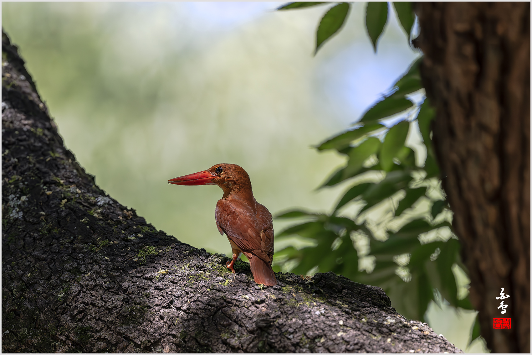 PHOTO BY  | NIKON Z 9 | 2024:07:31 12:09:42 | ISO-3200 | 1/5000 sec | f 4 | 600 mm | EV=0 | ● WIDTH:1700 pixels  HEIGHT:1133 pixels